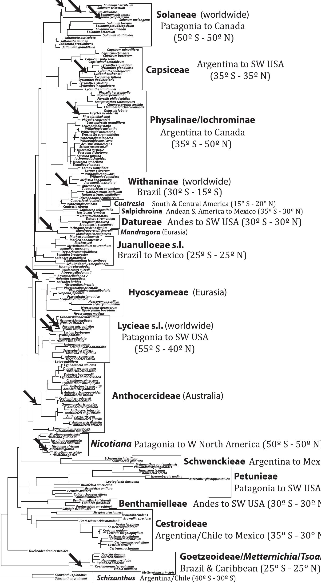 (PDF) Phylogeny and biogeography in Solanaceae, Verbenaceae and ...
