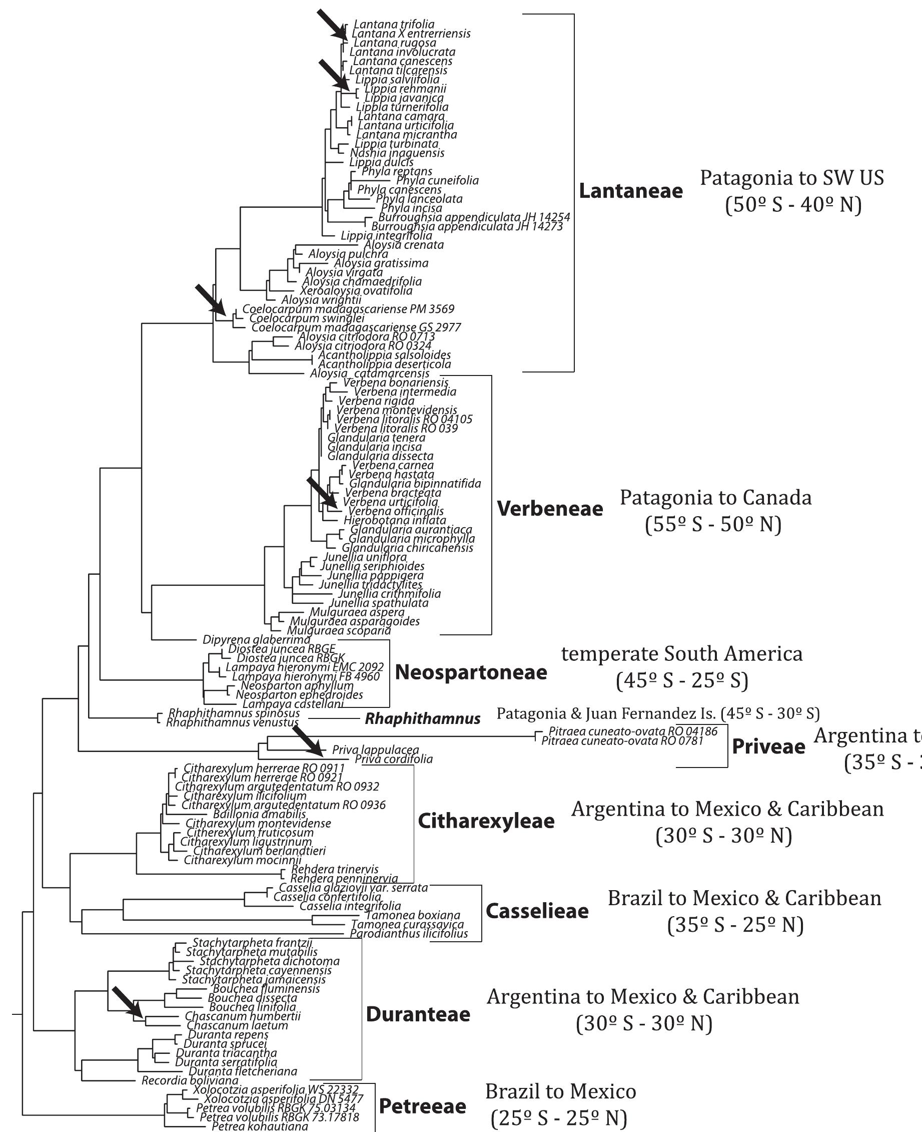 (PDF) Phylogeny and biogeography in Solanaceae, Verbenaceae and ...
