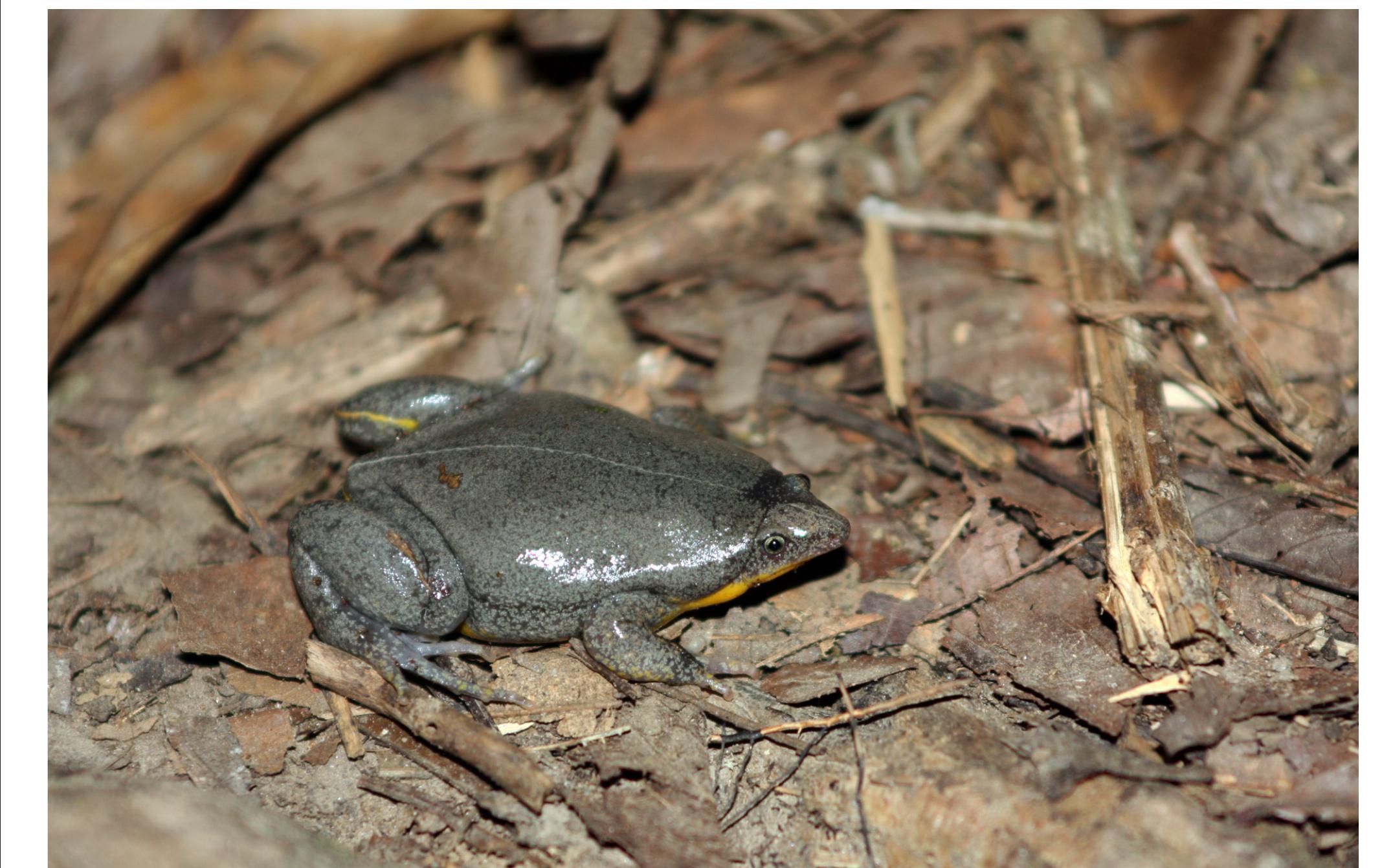 (PDF) Herpetological Ecotourism and Conservation