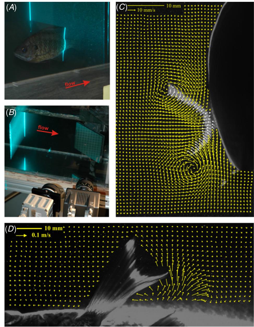 Fin Experiments (PDF) Locomotion with flexible propulsors: I. Experimental analysis of ...