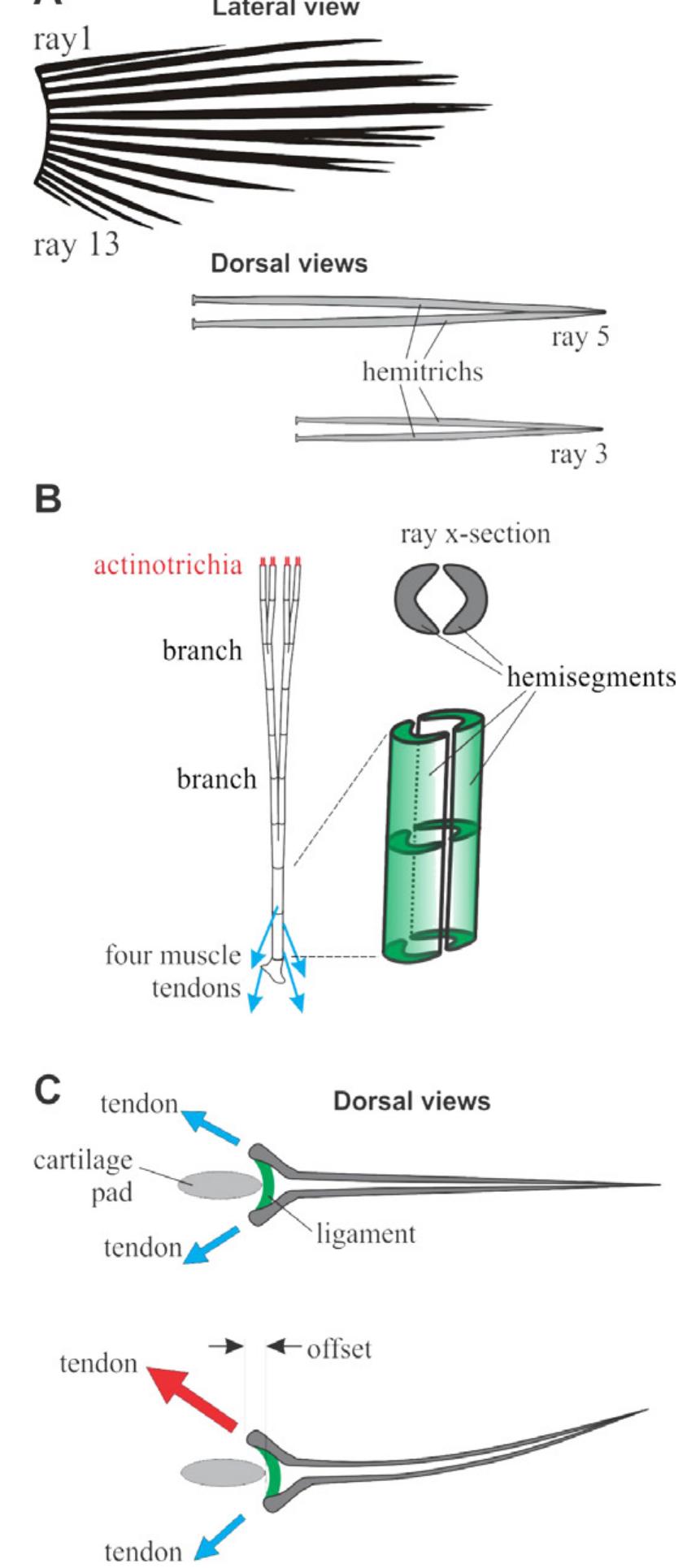 Schematic diagrams of ray anatomy in ray-finned fishes. (a)