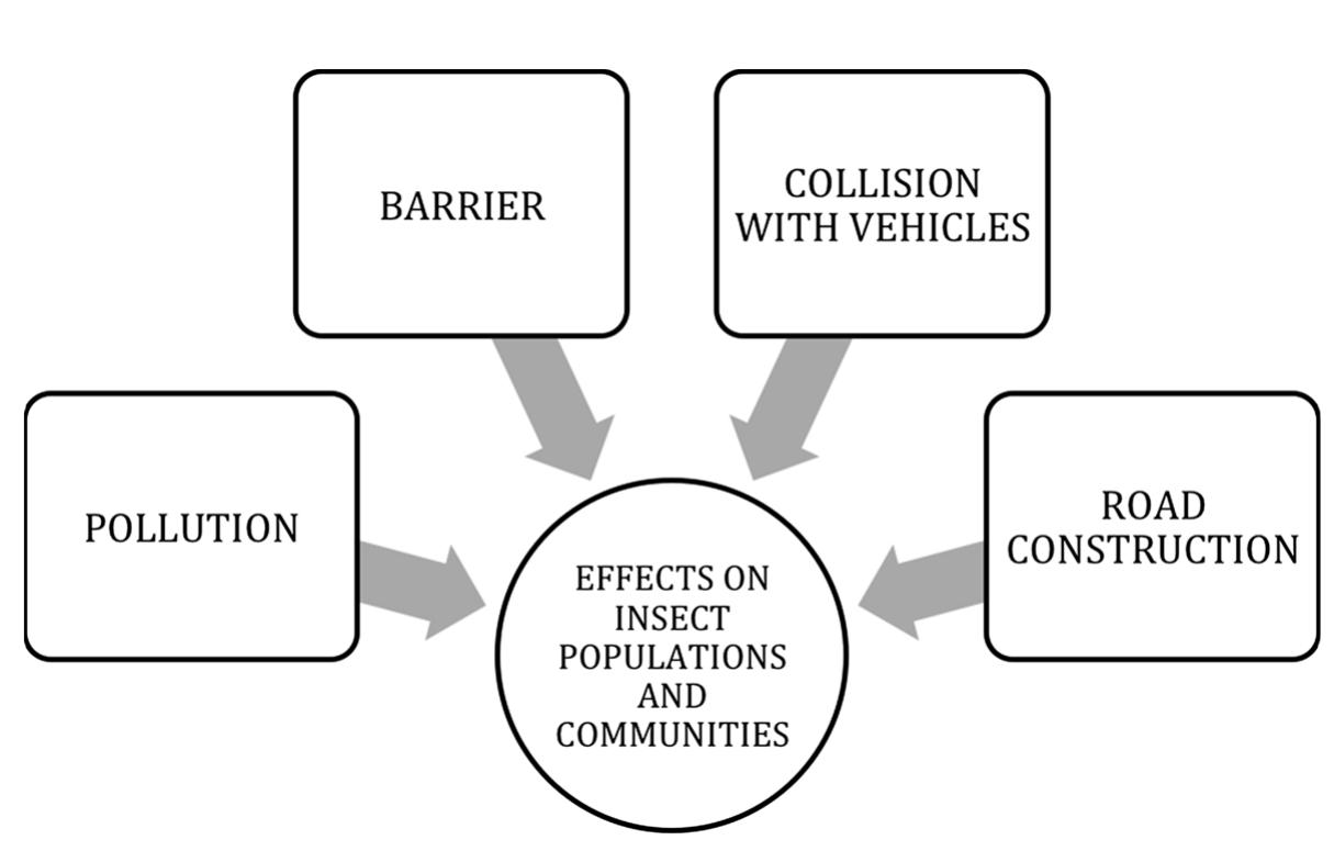 Insect Rod Effect (PDF) Effects of roads on insects: a review
