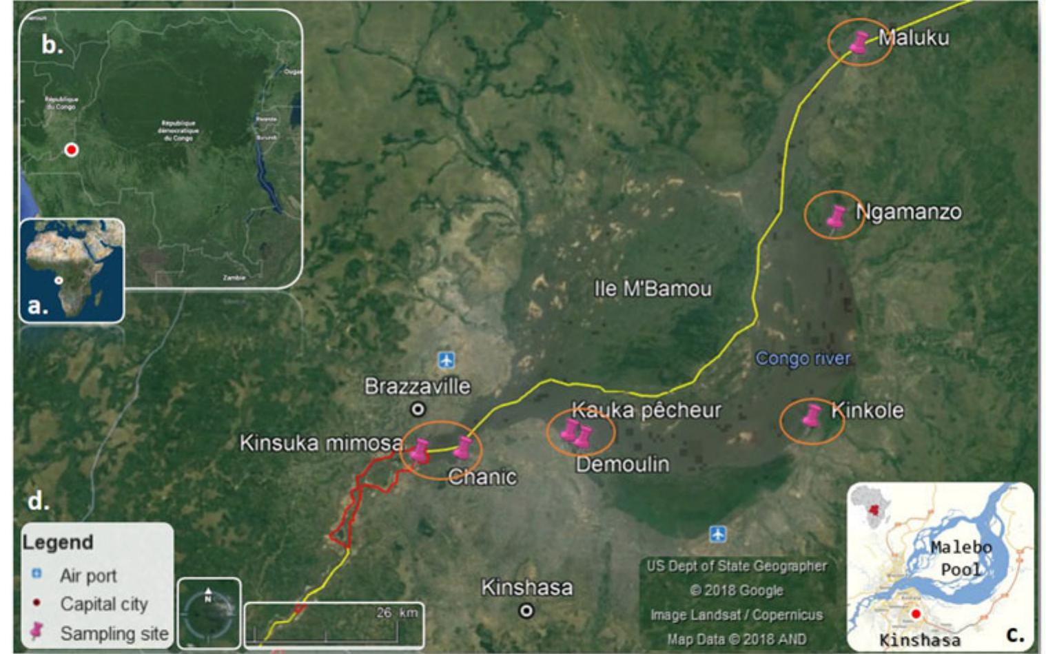 Figure 1. Sampling site indicating; (a) Democratic Republic of the Congo in Africa continental map, (b) Map showing the location of Kinshasa City in Democratic Republic of the Congo, (c) Malebo Pool sampling area, (d) sampling site stations (Maluku-Kinsuka section). 
