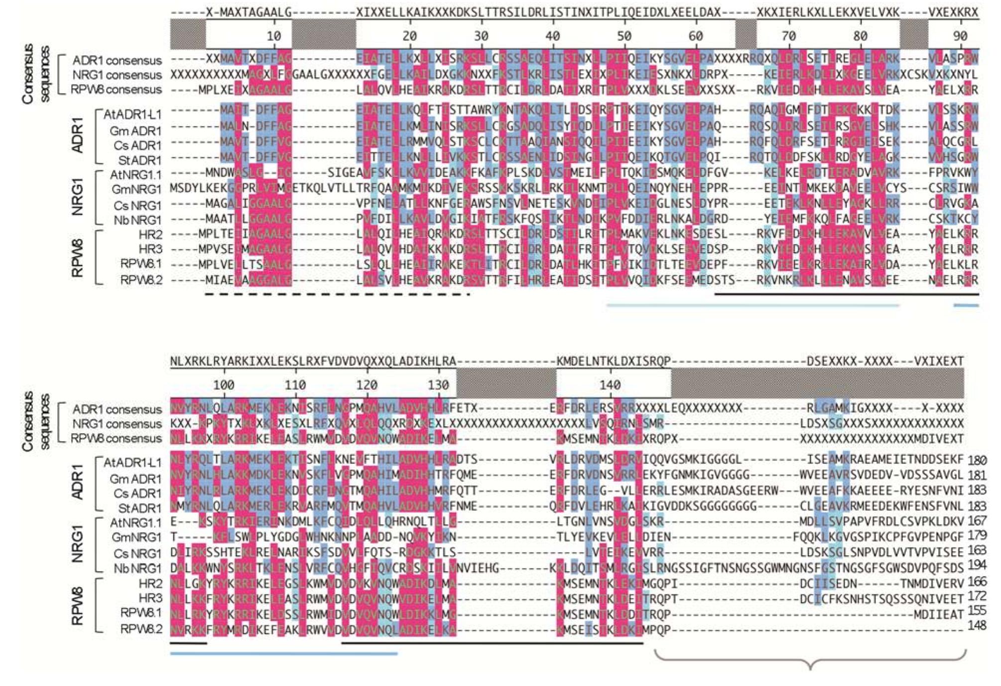 Multiple sequence alignment of coiled-coil domains