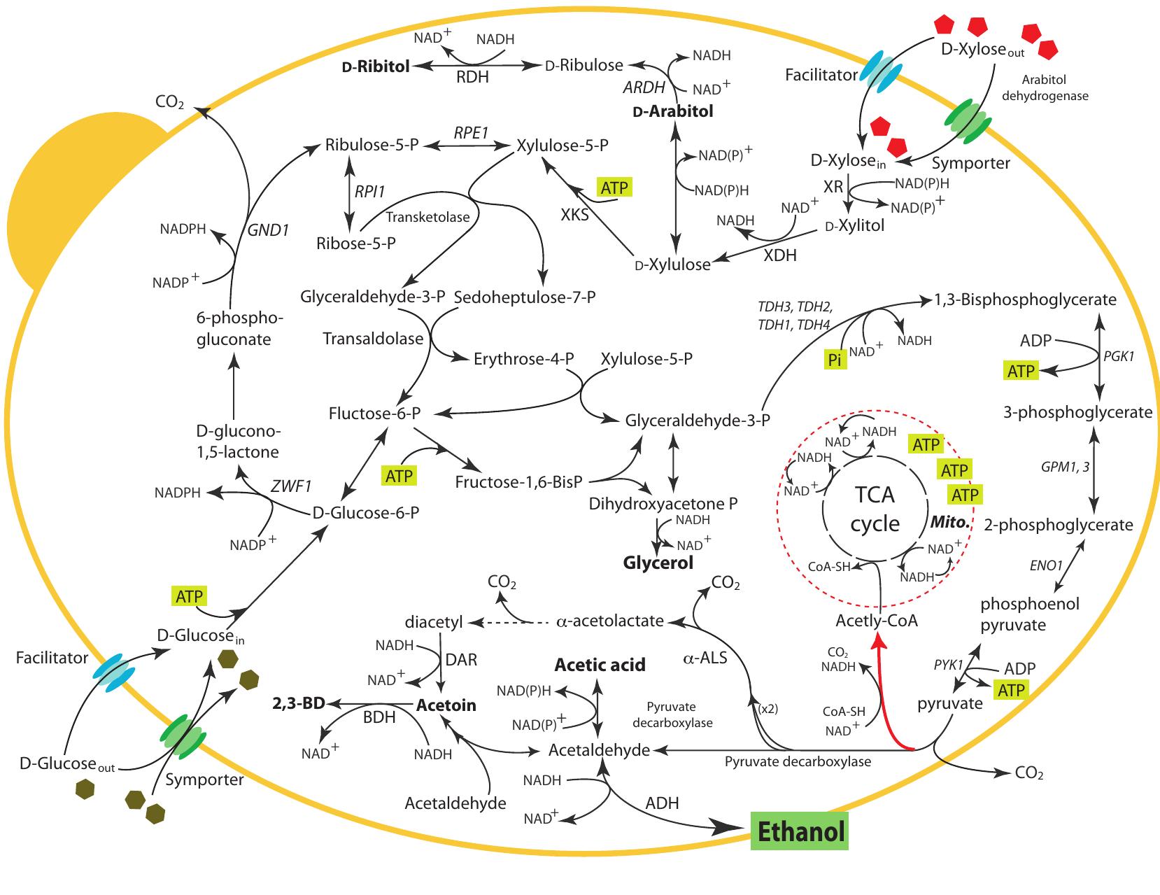 The proposed metabolic pathway including glycolysis, pentose