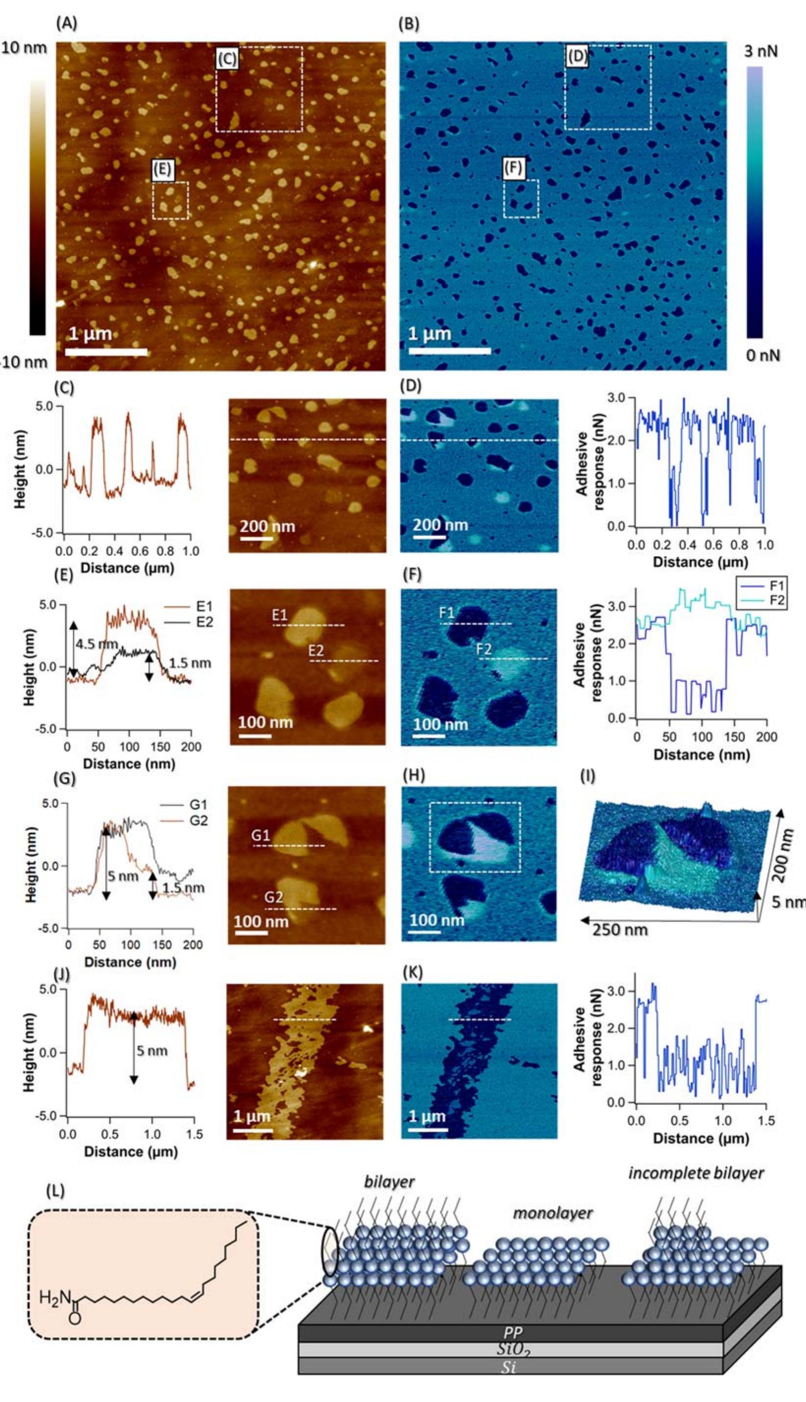 Figure 1 - from Structure, Nanomechanical Properties, and