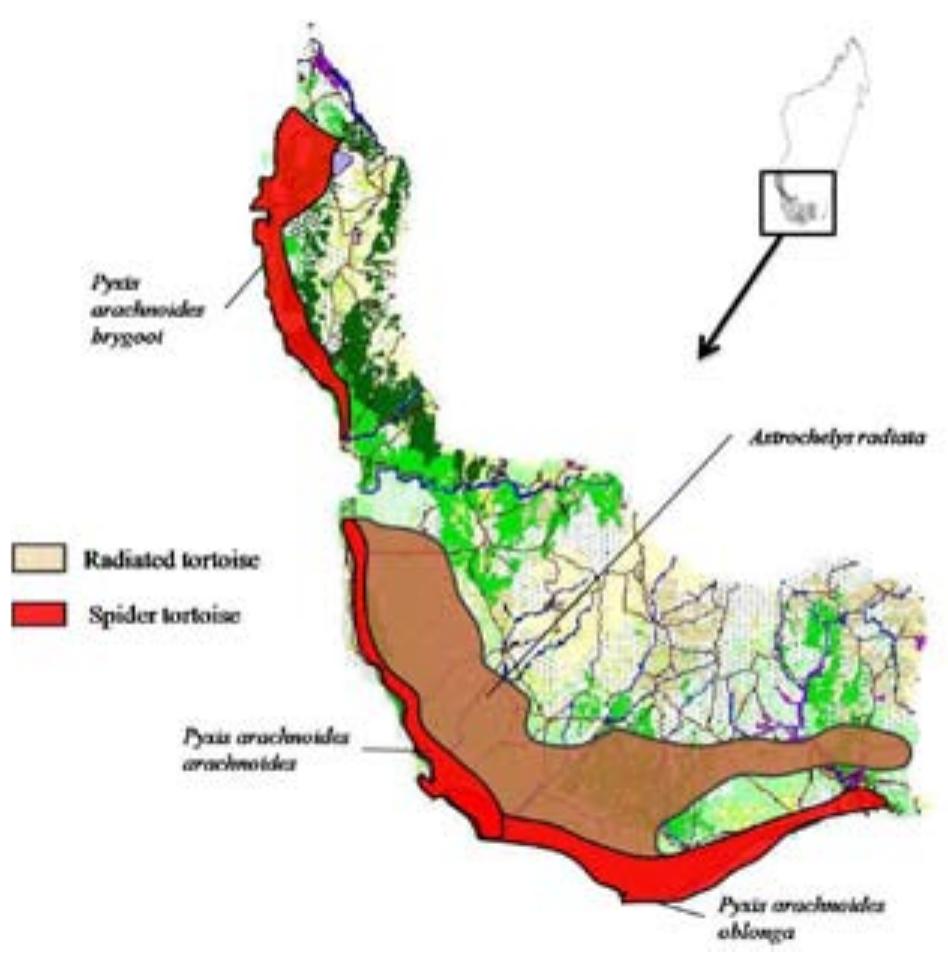 Tortoise Map (PDF) Illegal poaching of Radiated Tortoises, Astrochelys radiata, in ...