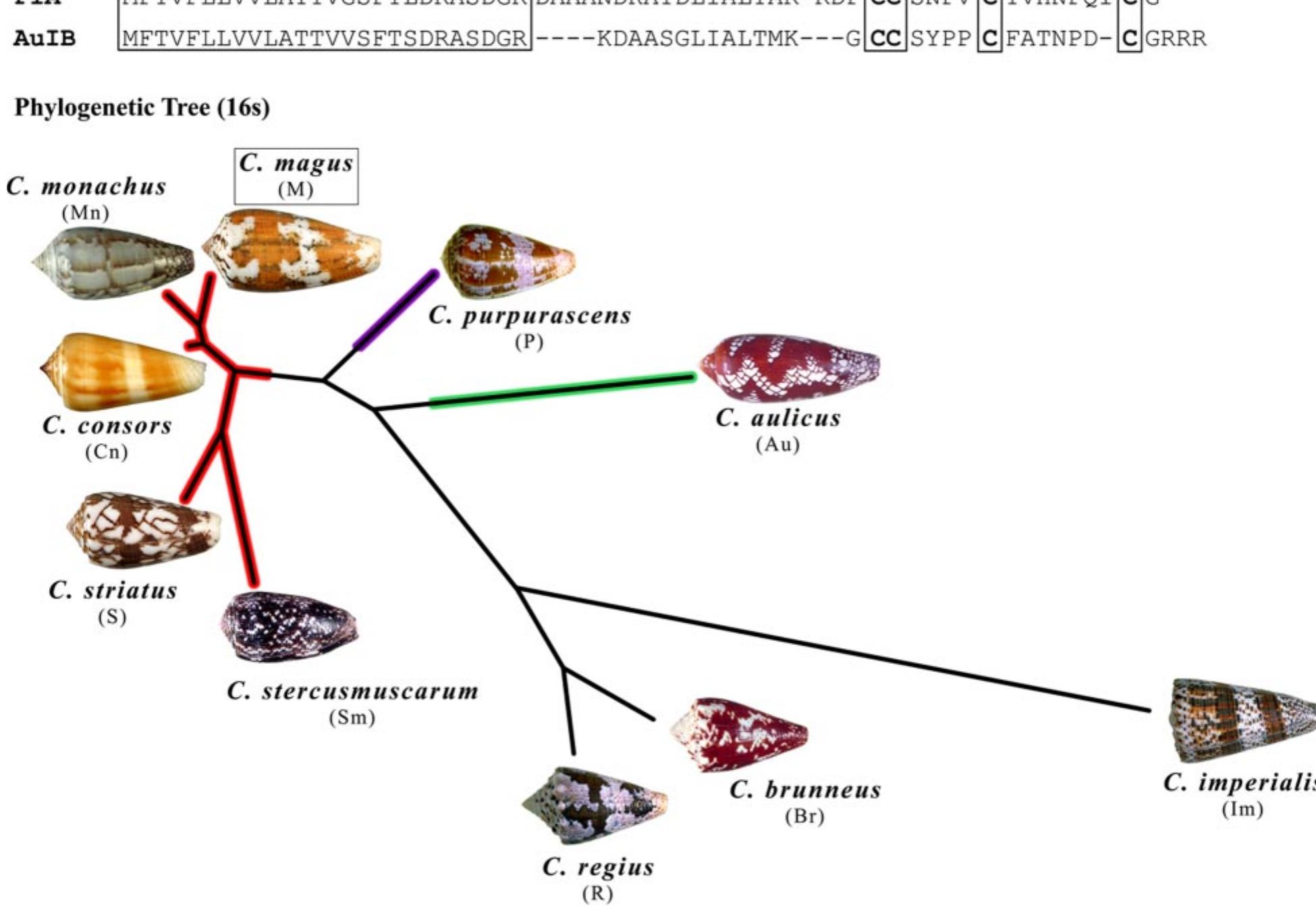 (PDF) ConusPeptides: Biodiversity-based Discovery and Exogenomics