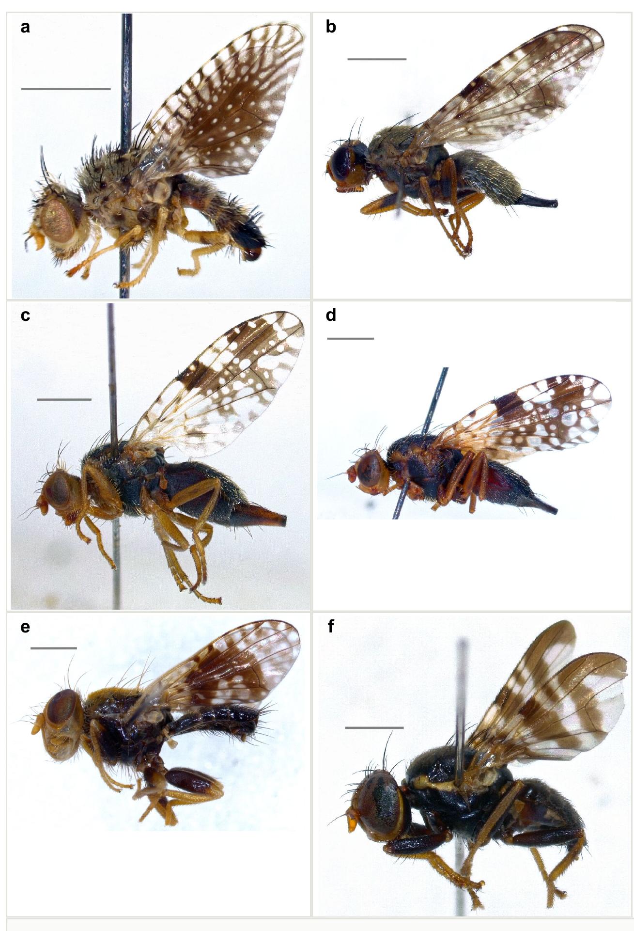 (PDF) New and confirmed records of fruit flies (Diptera, Tephritidae ...