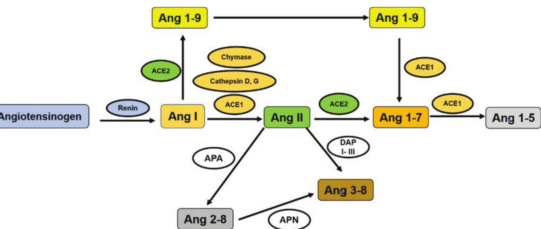 (PDF) Angiotensin II and human obesity. A narrative review of the ...