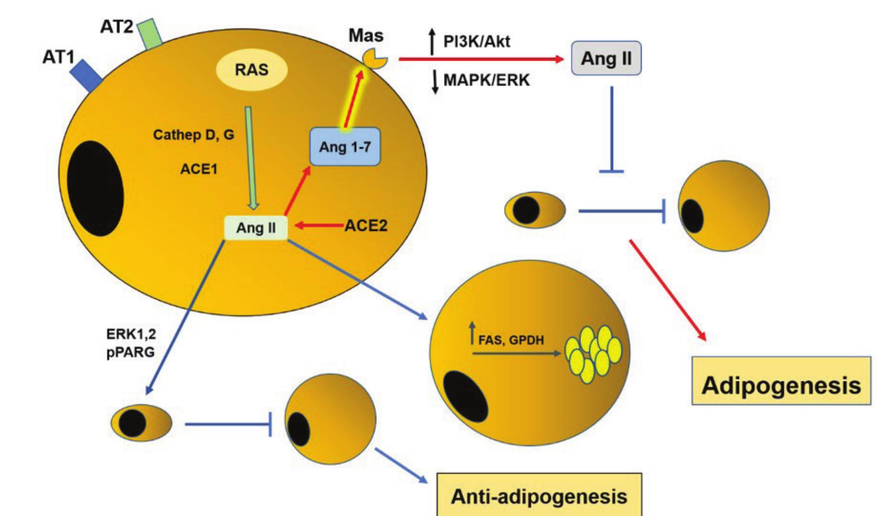 (PDF) Angiotensin II and human obesity. A narrative review of the ...