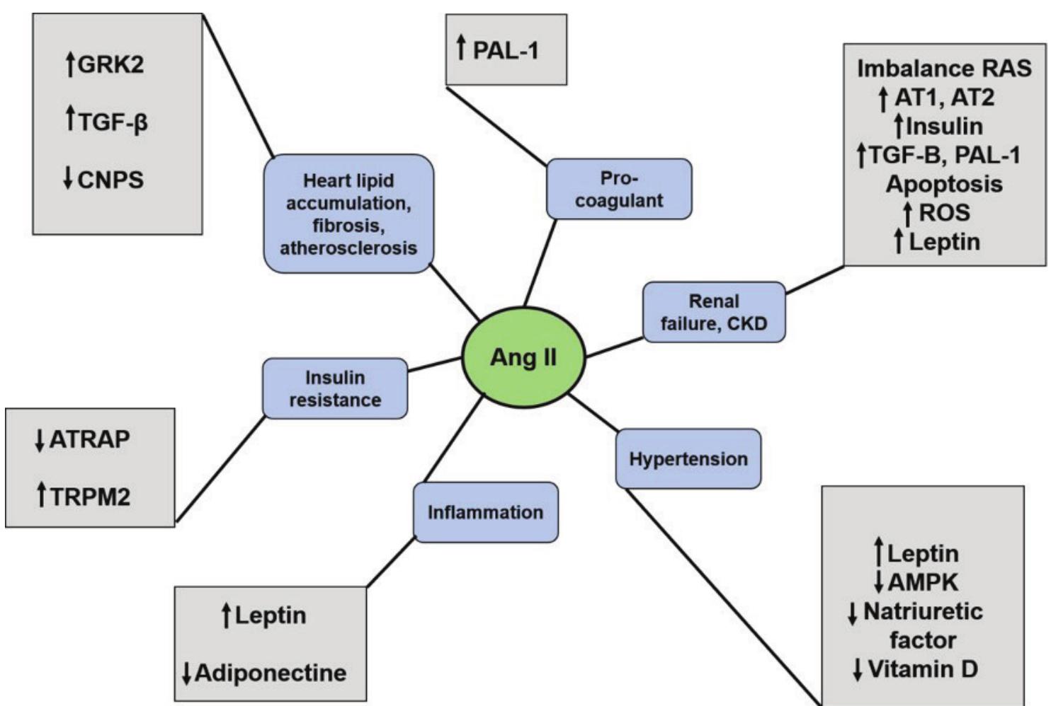 (PDF) Angiotensin II and human obesity. A narrative review of the ...