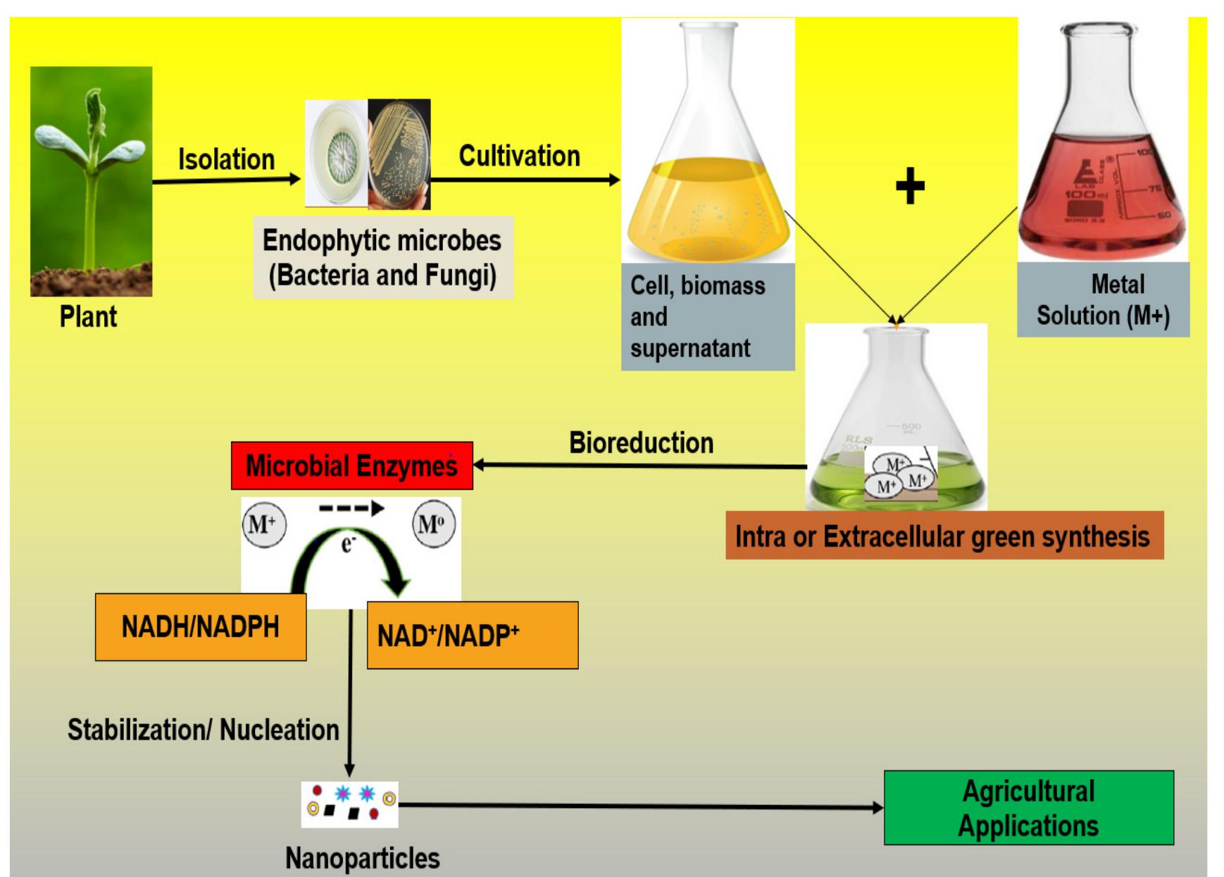 (PDF) Biosynthesis of Nanoparticles Using Endophytes: A Novel Approach ...
