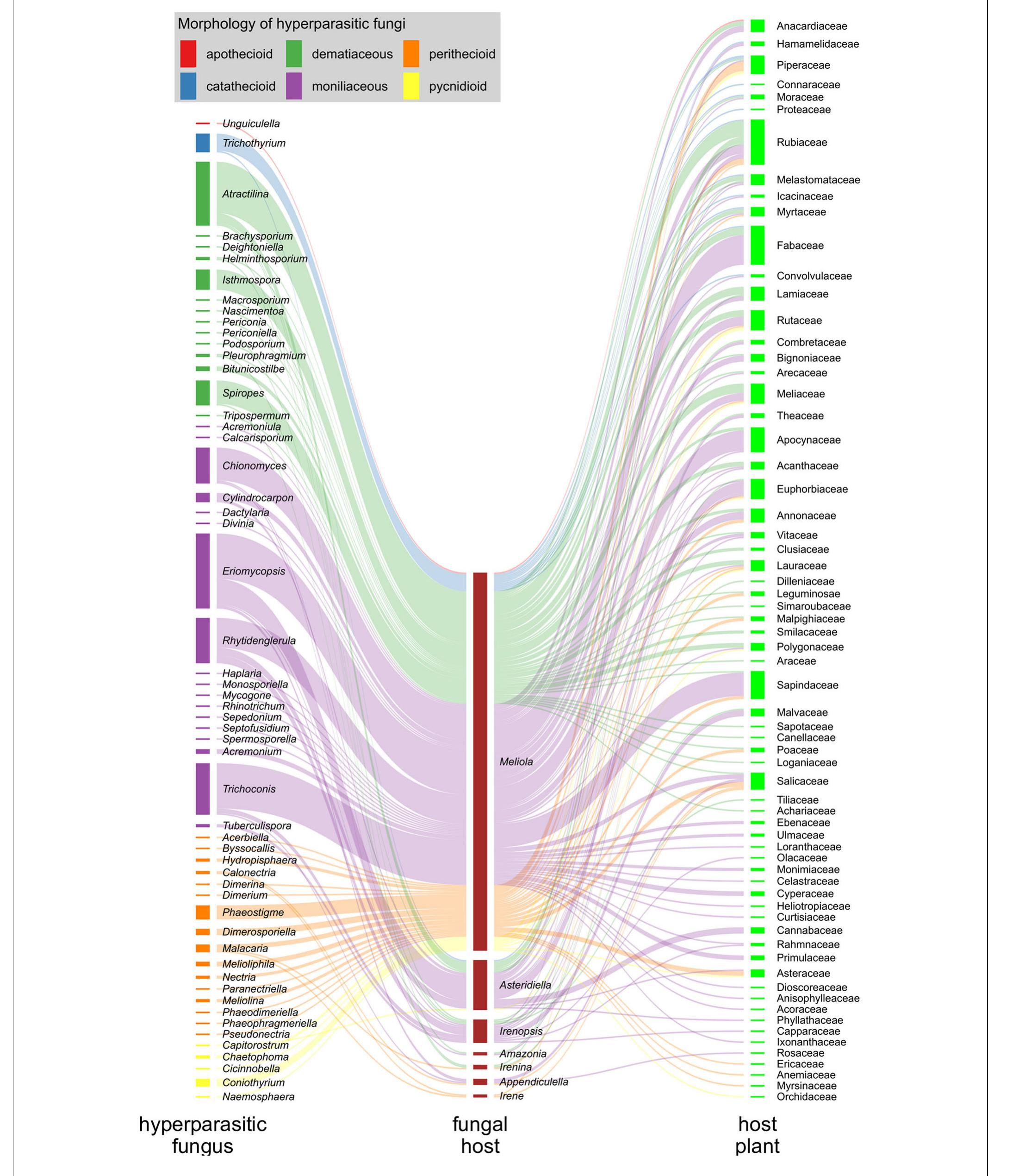 Hyperparasite Example (PDF) Hyperparasitic Fungi on Black Mildews (Meliolales, Ascomycota ...