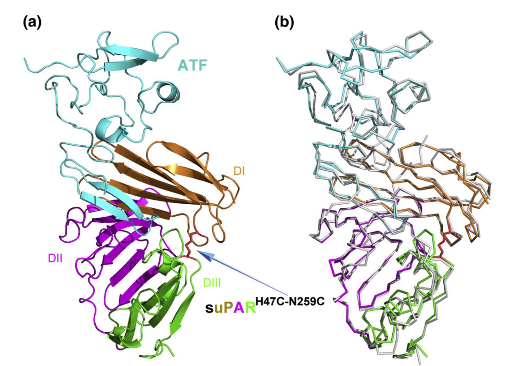 (PDF) Crystal Structure of the Urokinase Receptor in a Ligand-Free Form