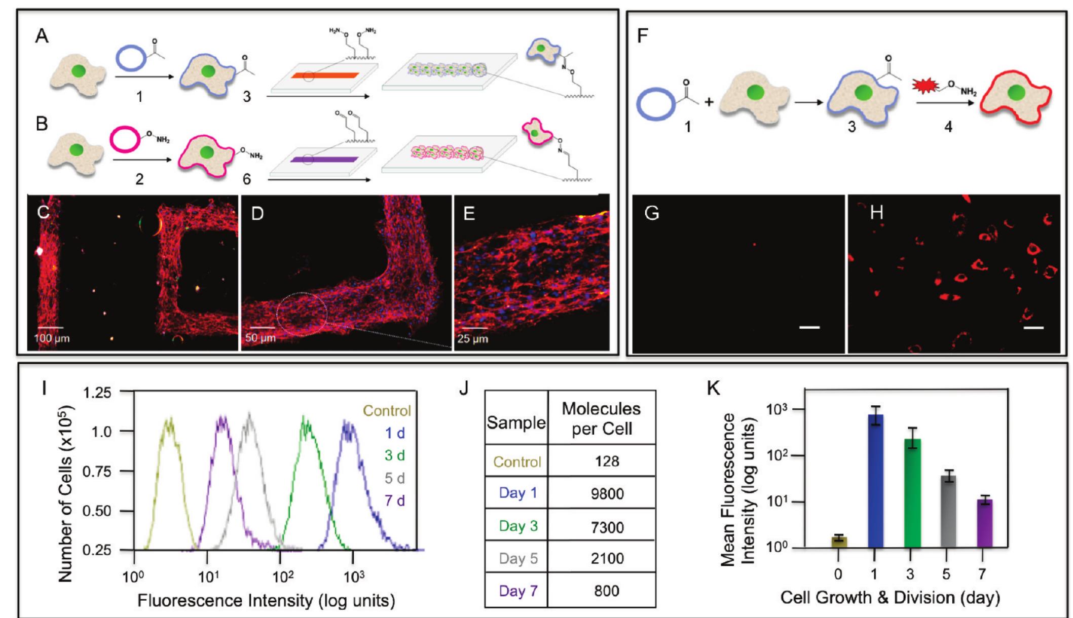 (PDF) Synthetic Chemoselective Rewiring of Cell Surfaces: Generation of ...