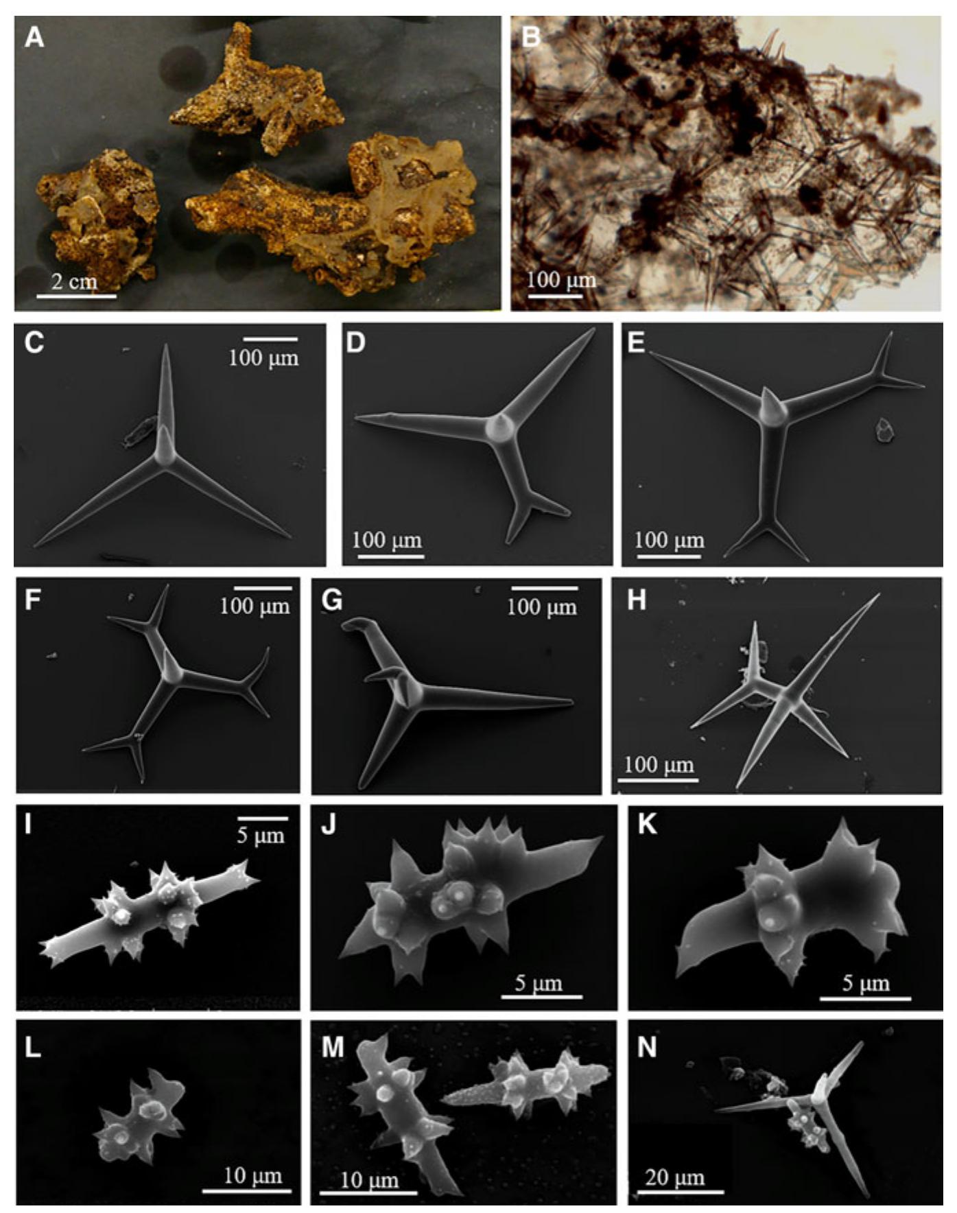 (PDF) Mangrove sponges from Bangka Island (North Sulawesi, Indonesia ...
