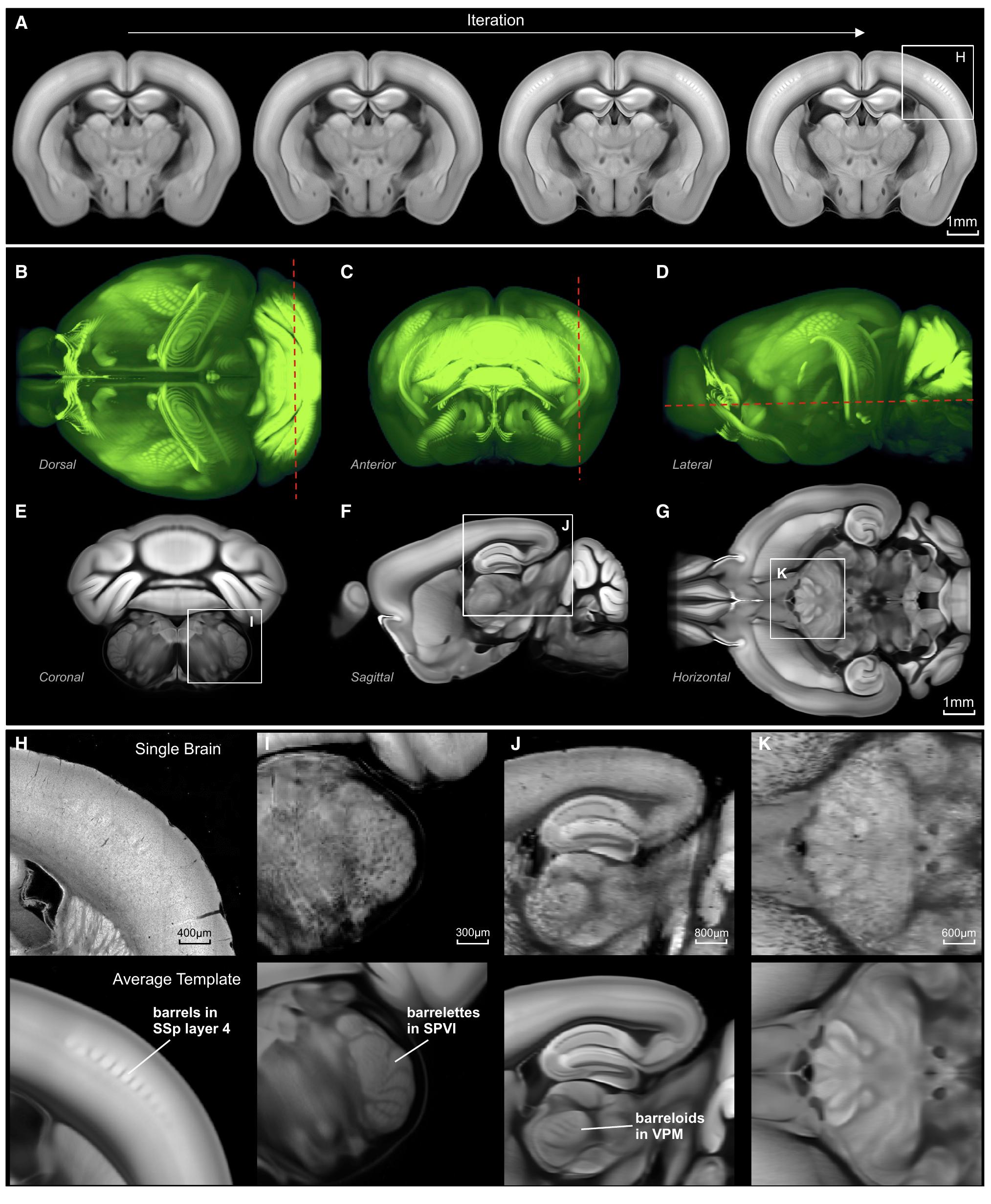 The 3d average mouse brain template (a) evolution of the