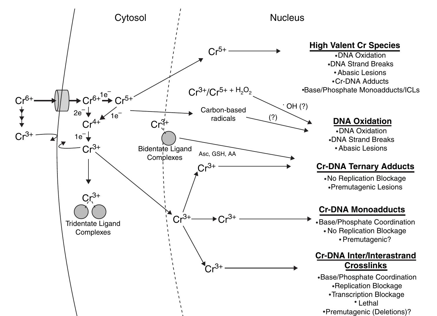 Major pathways involved in the formation of genetic lesions