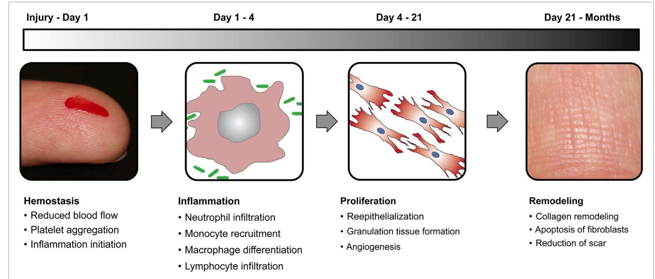 (PDF) Biomaterials and Nanotherapeutics for Enhancing Skin Wound Healing