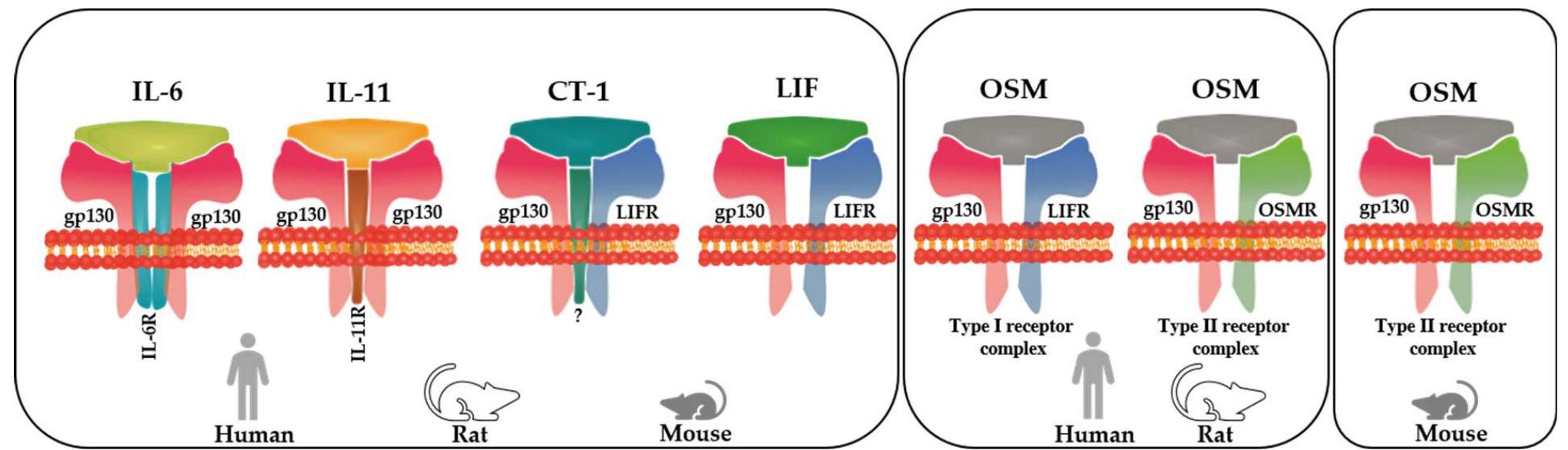 (PDF) The Role of Oncostatin M and Its Receptor Complexes in ...