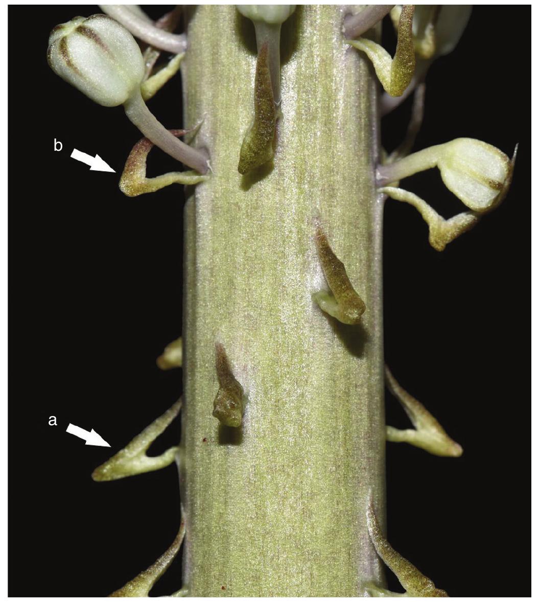 Axial Inflorescence (PDF) Evolution of the coniferous seed scale