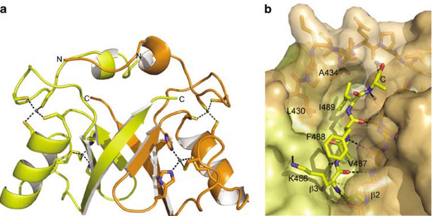 (PDF) Structure of the MDM2/MDMX RING domain heterodimer reveals ...