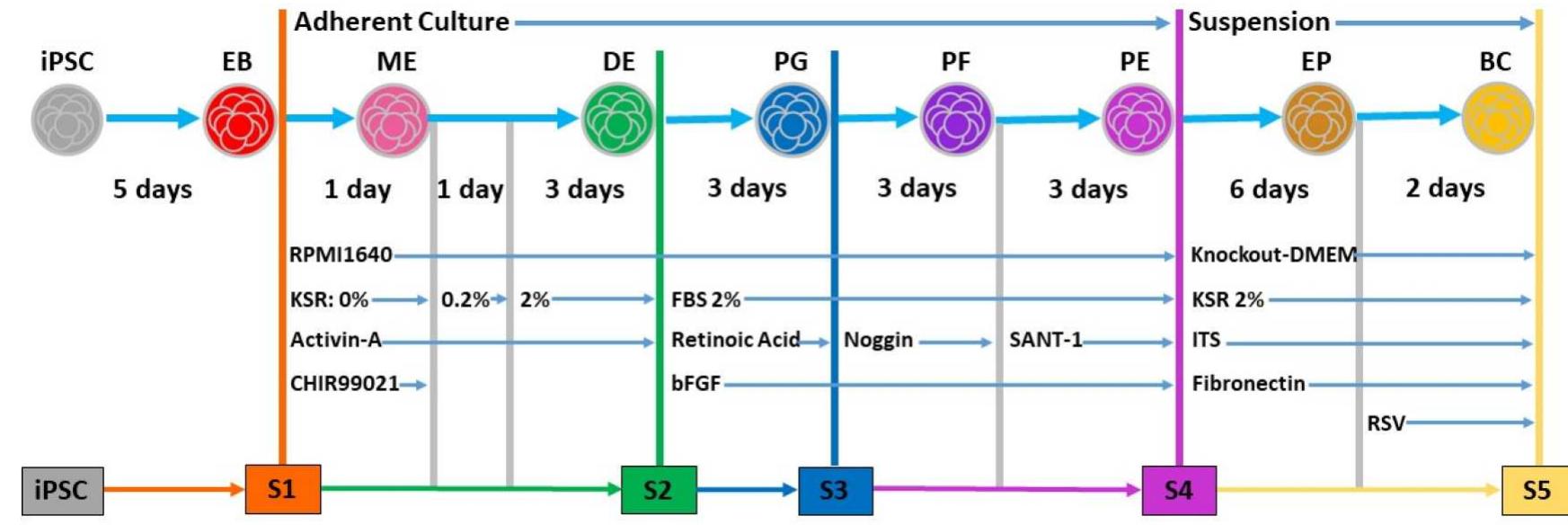 Schematic representation of differentiation protocol.