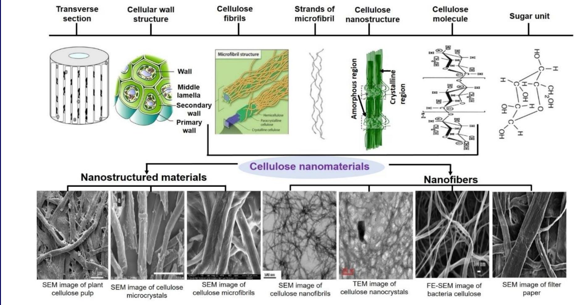 (PDF) A Review on Emerging Advancements of Nanocellulose and Production ...