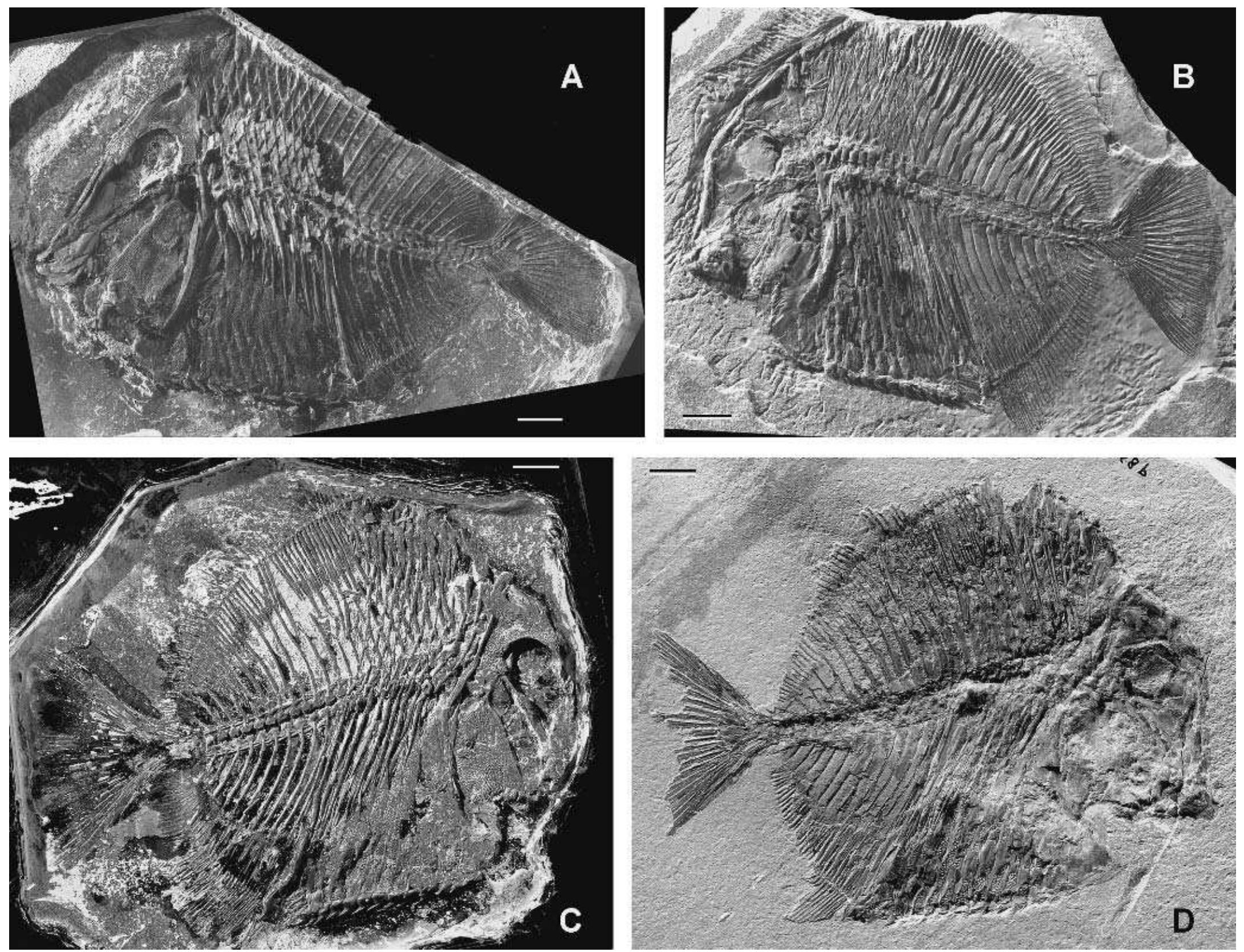 Pycnodontid Fish (PDF) Akromystax tilmachiton gen. et sp. nov., a new pycnodontid fish ...