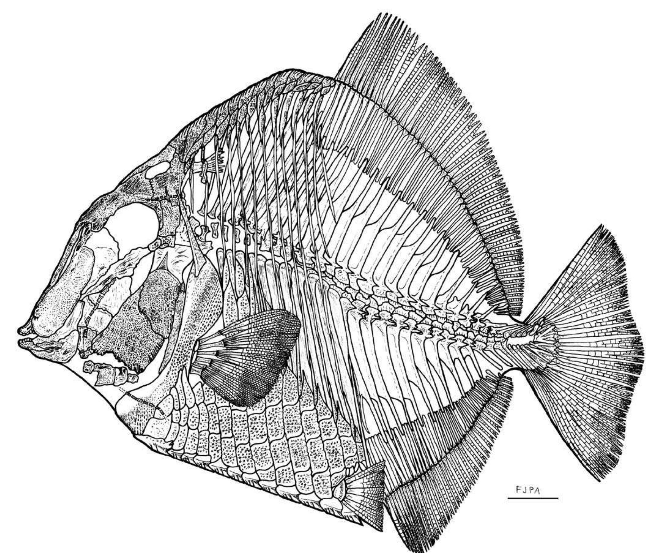 Pycnodontid Fish (PDF) Akromystax tilmachiton gen. et sp. nov., a new pycnodontid fish ...