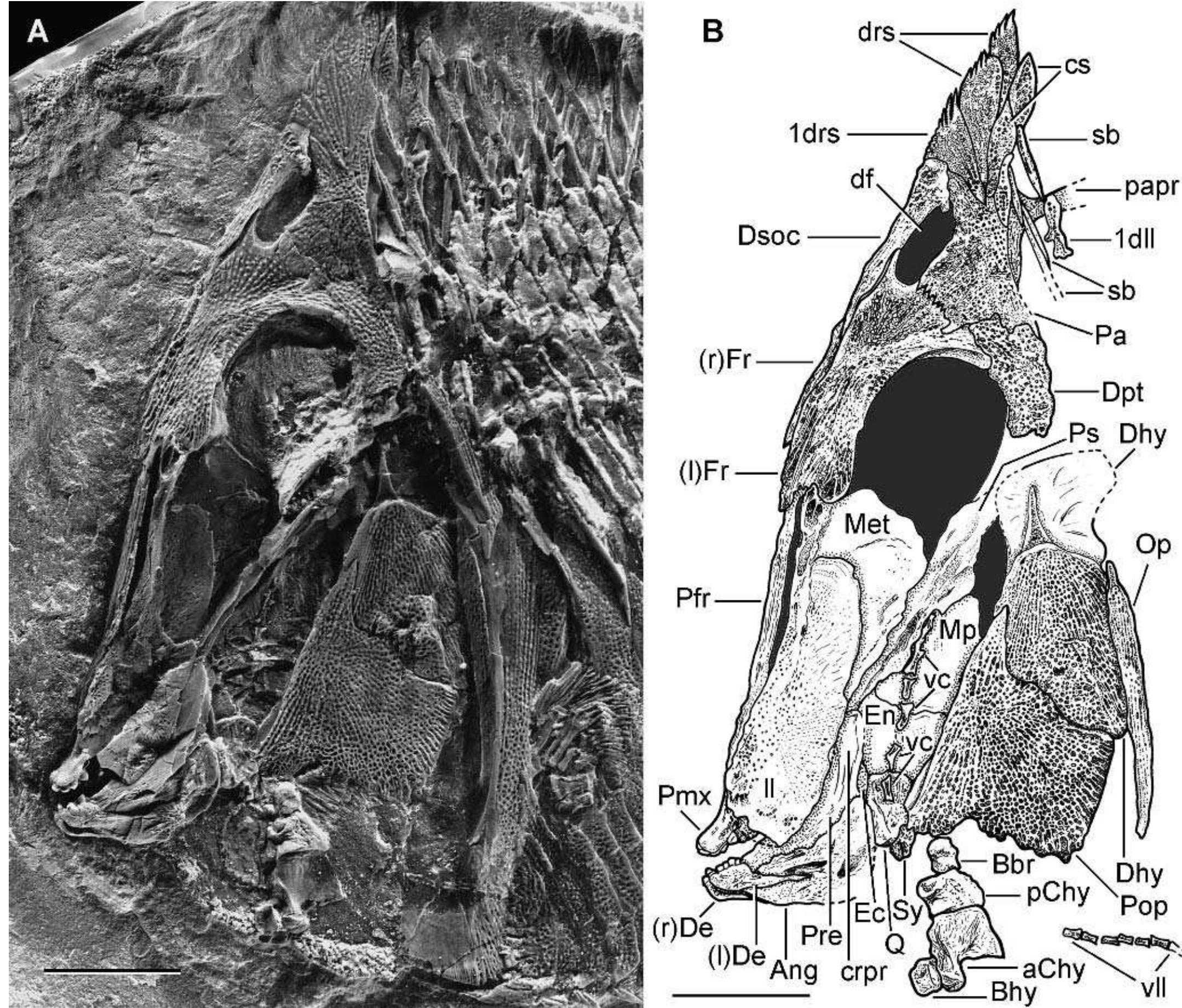 Pycnodontid Fish (PDF) Akromystax tilmachiton gen. et sp. nov., a new pycnodontid fish ...