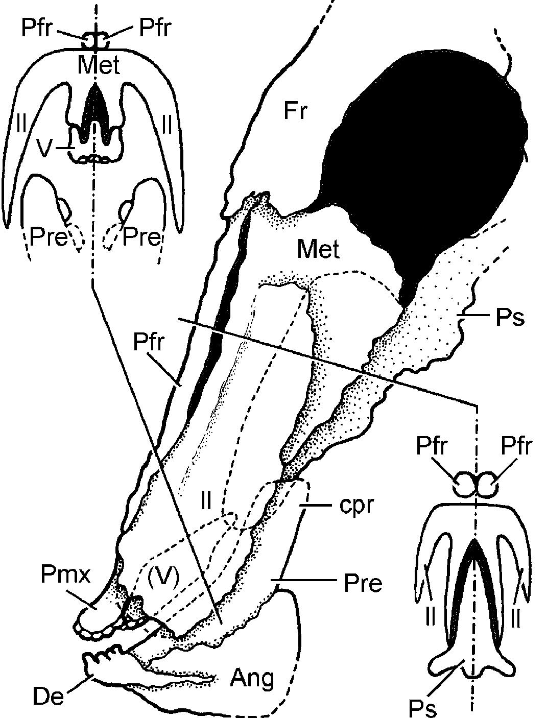 Pycnodontid Fish (PDF) Akromystax tilmachiton gen. et sp. nov., a new pycnodontid fish ...