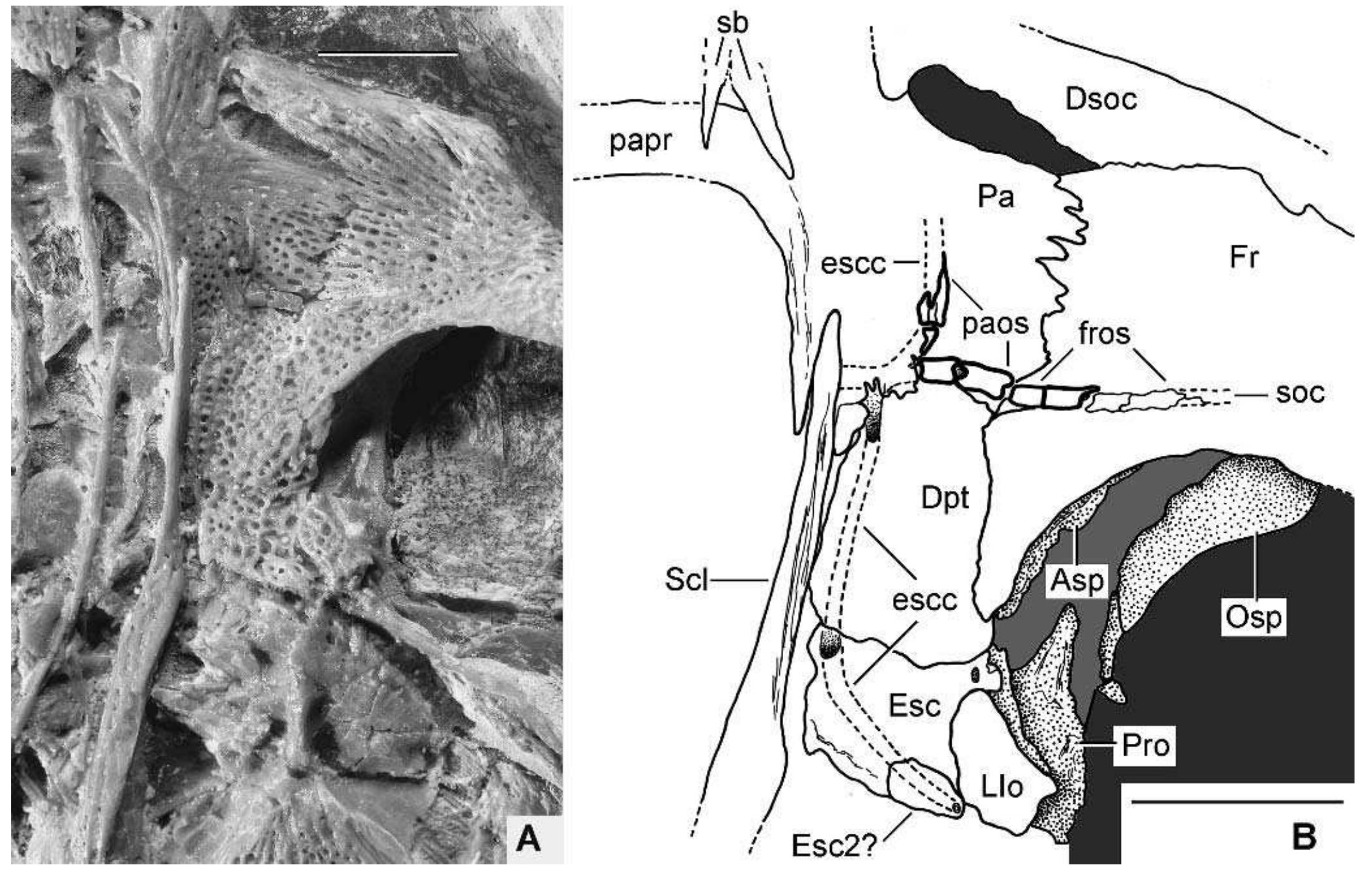 Pycnodontid Fish (PDF) Akromystax tilmachiton gen. et sp. nov., a new pycnodontid fish ...
