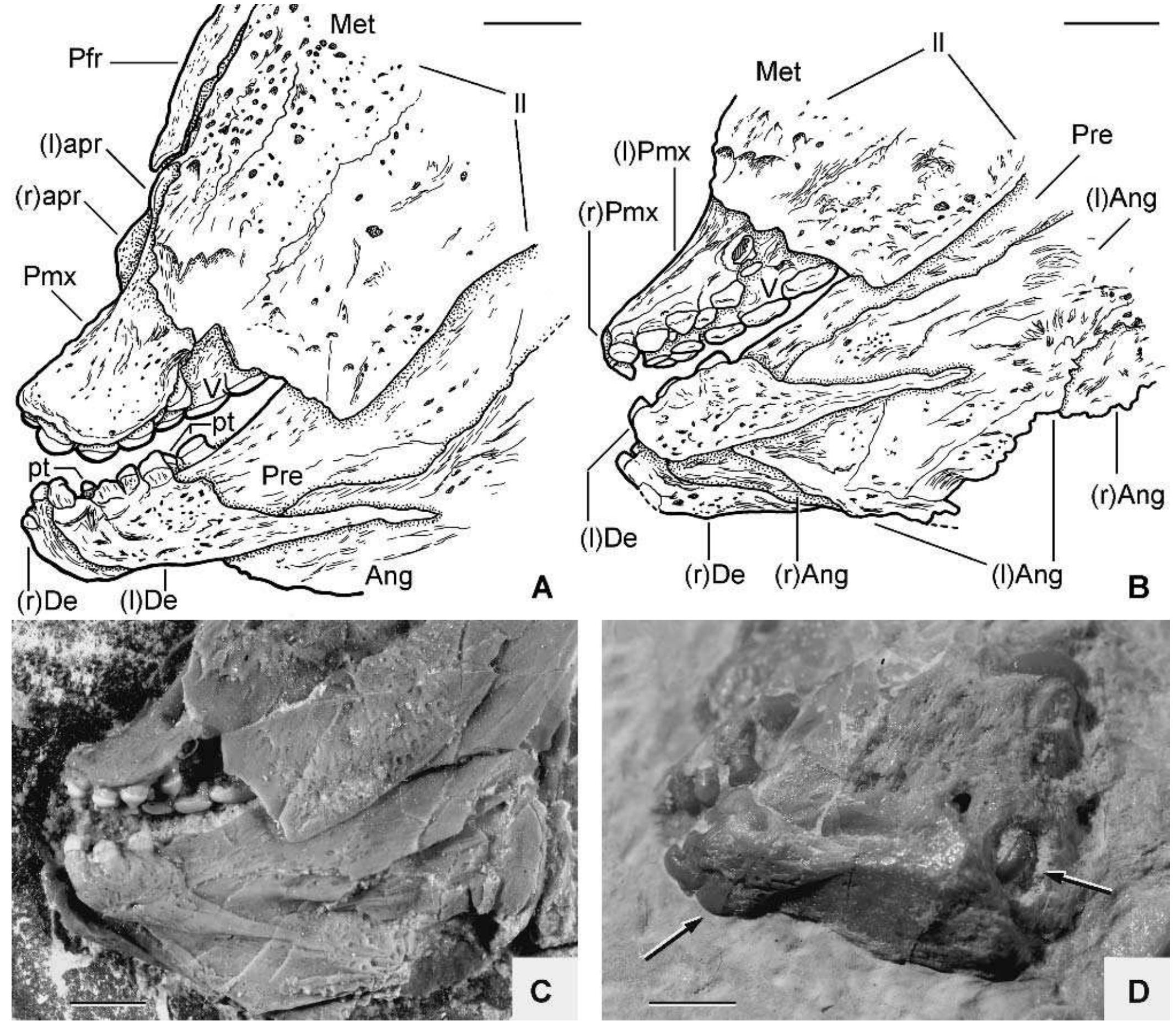 Pycnodontid Fish (PDF) Akromystax tilmachiton gen. et sp. nov., a new pycnodontid fish ...