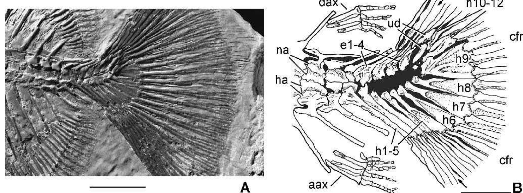 Pycnodontid Fish (PDF) Akromystax tilmachiton gen. et sp. nov., a new pycnodontid fish ...