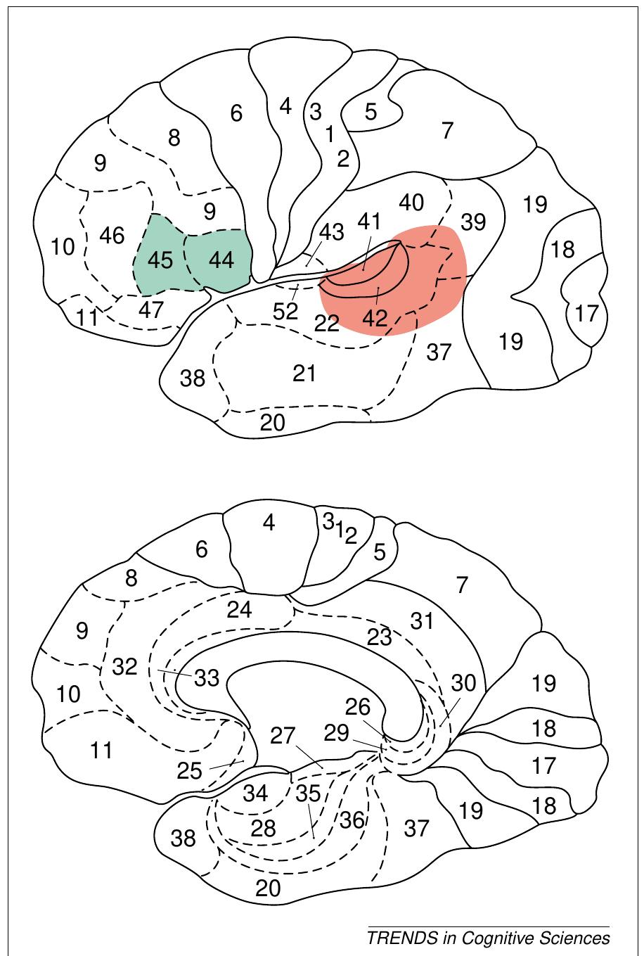 speech production, linking this to damage in the left  ventral lateral fronta patients with compre  cortex. Wernicke identified hension problems associated  with damage in the left posterior temporal cortex.  Acentury later, studi provided evidence in  es in these types of patients favor of the idea that there is a  specialized brain system for syntax. Broca’s aphasics  typically produce hal  ted speech, omitting inflections 