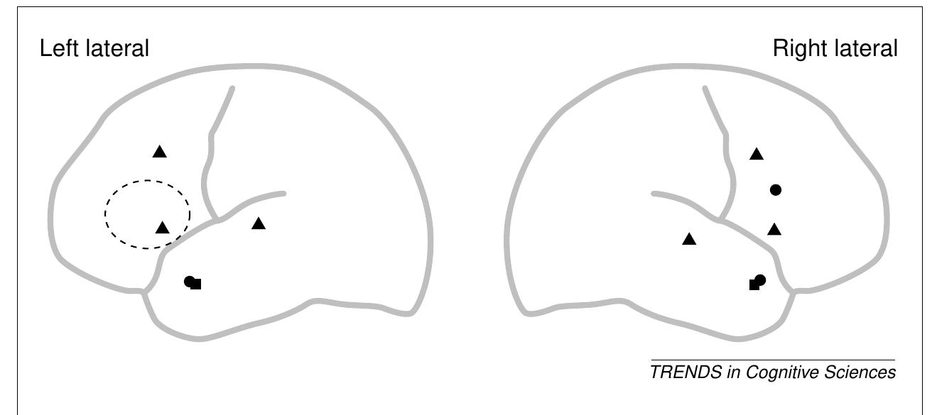 Fig. 4. Jabberwocky and syntactic prose. Activation listening to grammatical Jabberwocky/syntactic prose. A [34], areas where processing Jabberwocky versus apseudo-word list shows greater activation than processing normal speech versus a word list (roi, est. see Fig. 2legend); @ [28] Jabberwocky versus rest (roi, est.); ™ [28] syntactic prose versus rest (roi, est.). Processing Jabberwocky/syntactic prose activates anterior and posterior temporal areas. The activation in the inferior frontal cortex could be due to task demands (see text).  not mean that syntactic processing resides in Broca’s area. As mentioned in Box 1, complex conditions differ from simple not only in terms of syntactic operations (reconstructing the canonical word order) but also in terms of memory load (keeping nonintegrated material active while processing other words). Support for the view that Broca’s area is implicated in increasing memory or processing load rather than in reconstructing the canonical word order is the finding that Broca’s area becomes increasingly active when sentences contain ambiguous words [19], when sentences with non-canonical order contain low- frequency words [20], or when some words need to be 