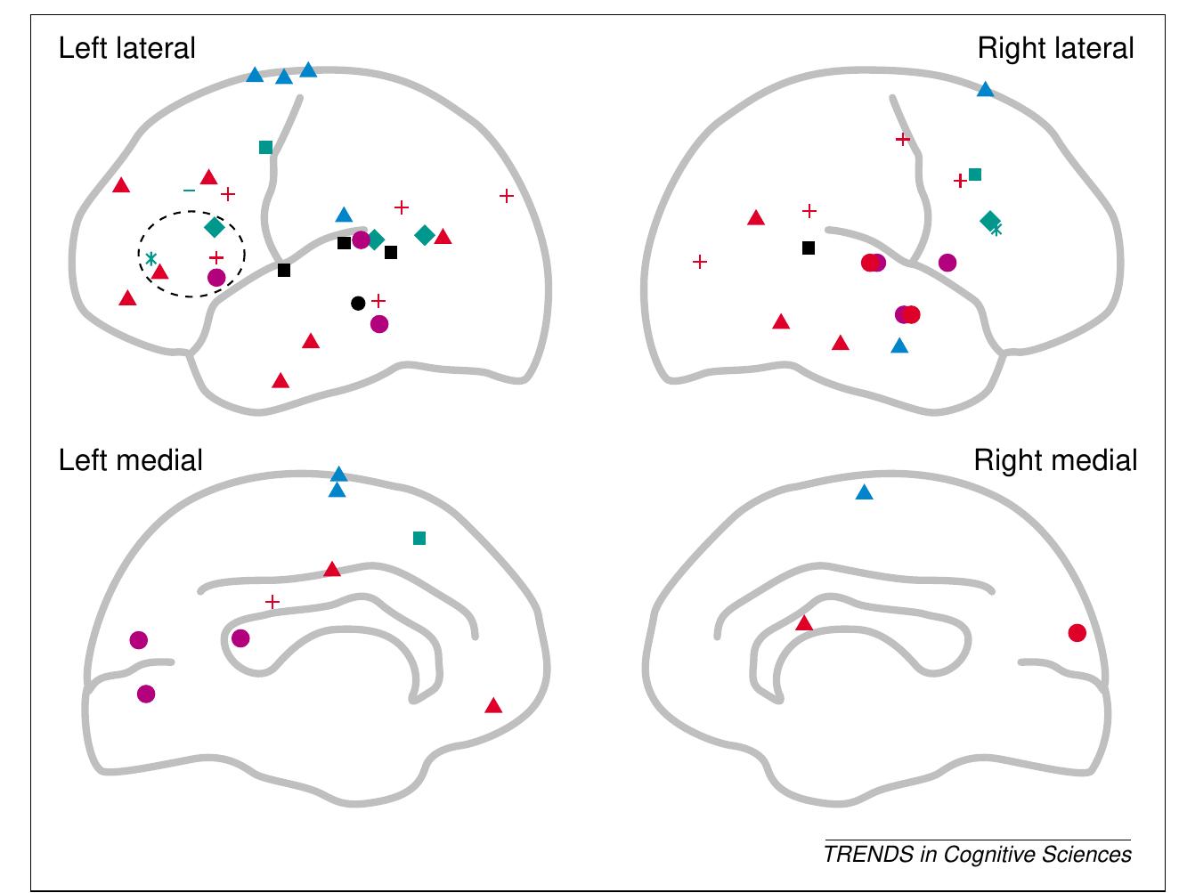 Fig. 5. Syntactic and semantic violations. Activation for reading or listening to sentences containing syntactic violations versus correct sentences (black symbols), versus sentences containing semantic violations (blue symbols), and versus other violations (green symbols). Also depicted are activation: to sentences containing semantic or pragmatic violation versus correct sentences (pink symbols), and versus sentences containing syntactic violations (red symbols). Circles [36]; Squares [43]  (roi —see Fig. 2 legend); Triangles [37]; Diamonds [38]; Small squares [40] (roi); Plus signs [35] exp. 1 (roi, est.—see Fig. 2 legend); Asterisks [41] using Jabberwocky; Dashes [17] using Jabberwocky ina production task. Syntactic violations activate parts of the frontal and temporal cortex. However, comparable and more widespread activation is found for semantic violations. 