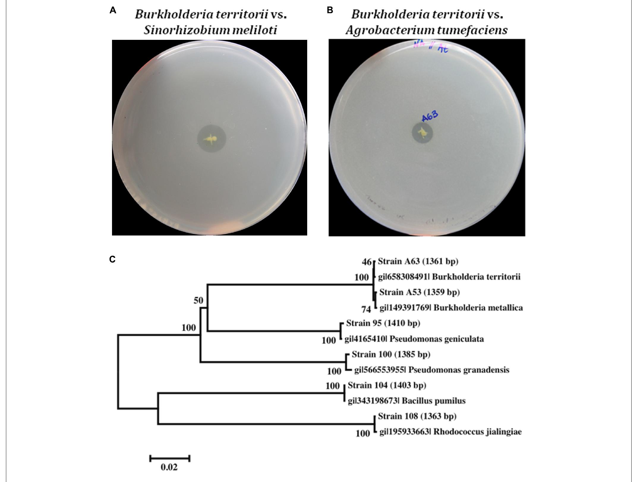 (PDF) Characterization of Antimicrobial-Producing Beneficial Bacteria ...