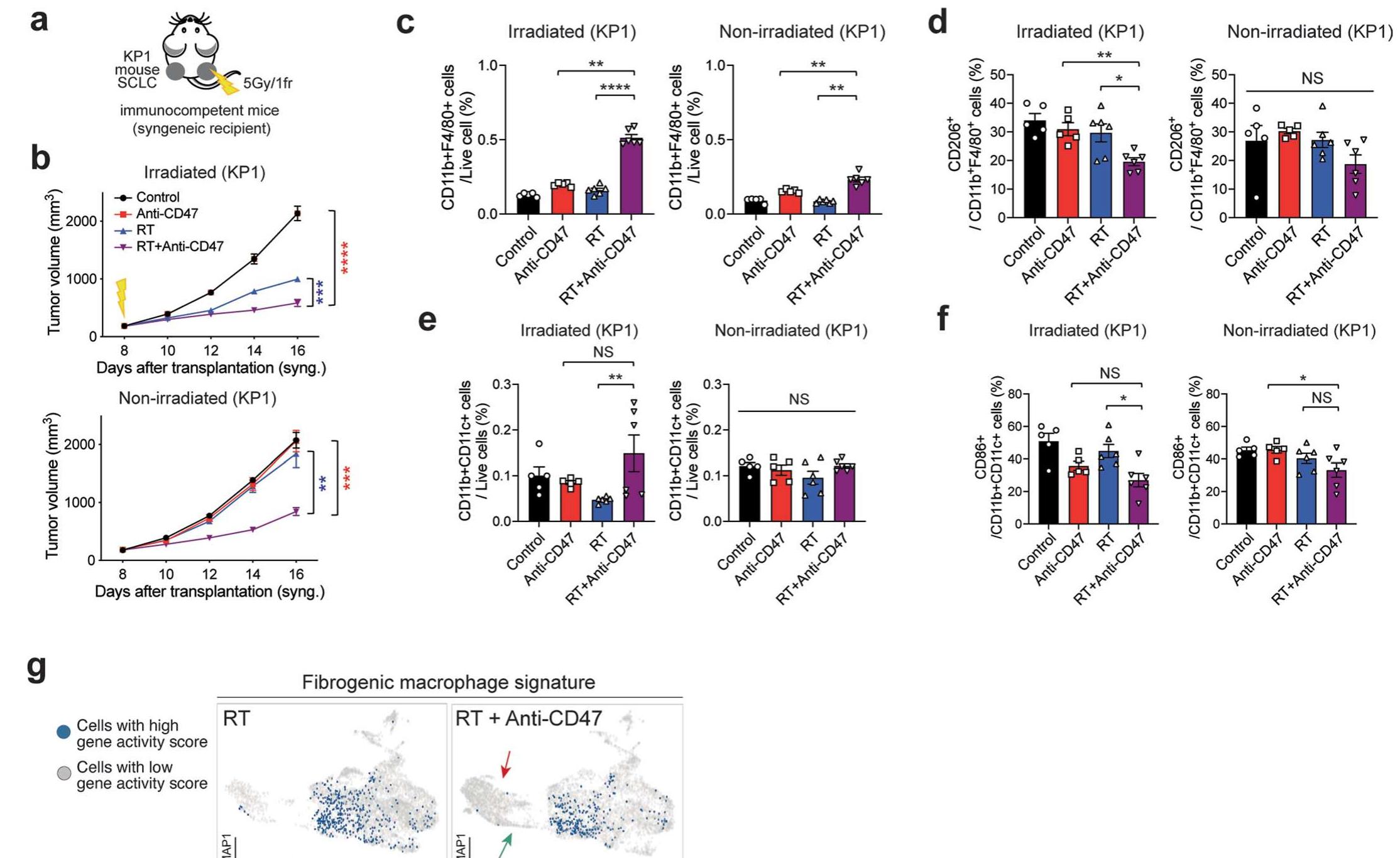 (PDF) Radiotherapy in combination with CD47 blockade elicits a ...