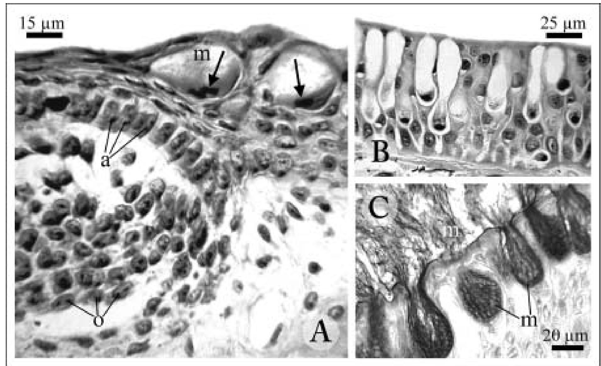 (PDF) Adaptive evolution of secretory cell lines in vertebrate skin