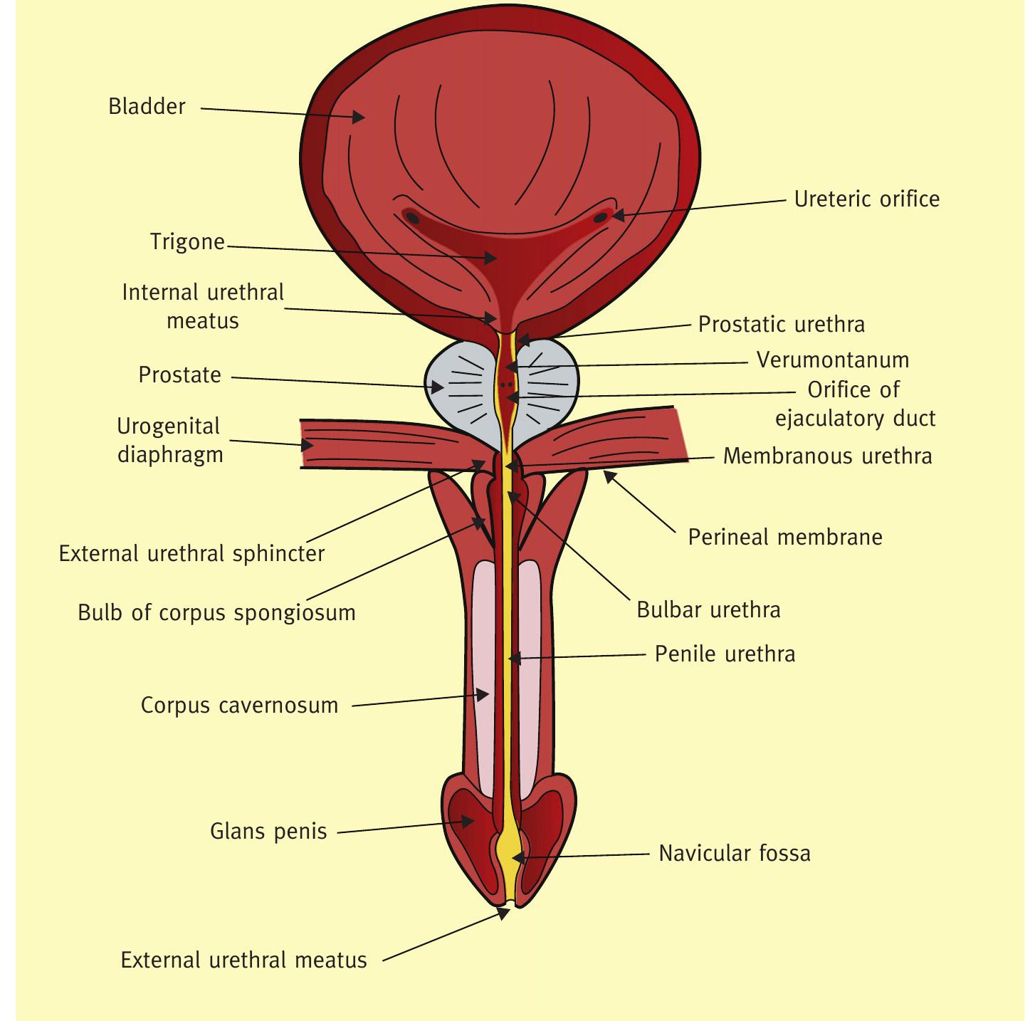 (PDF) Anatomy of the lower urinary tract