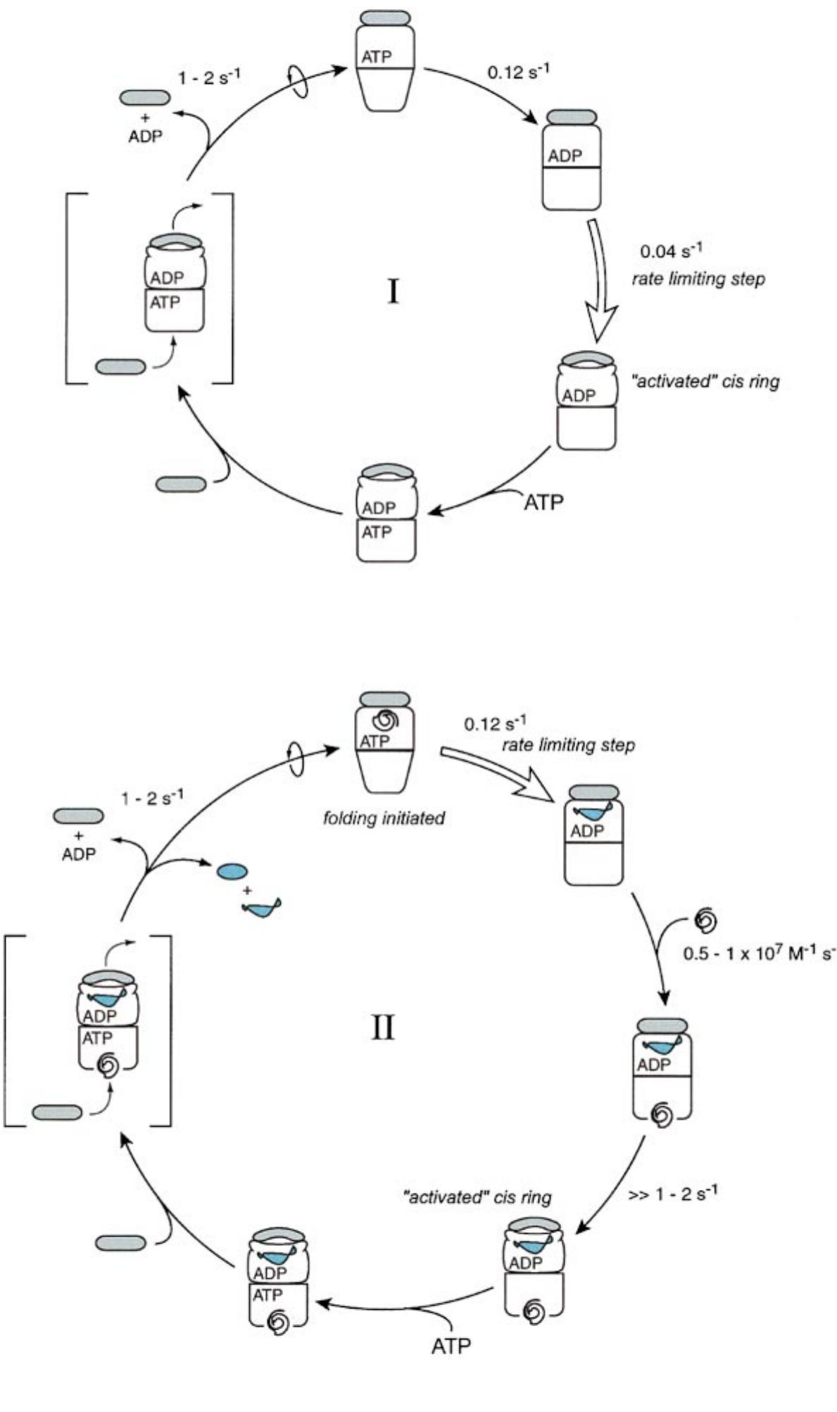 (PDF) GroEL-GroES Cycling