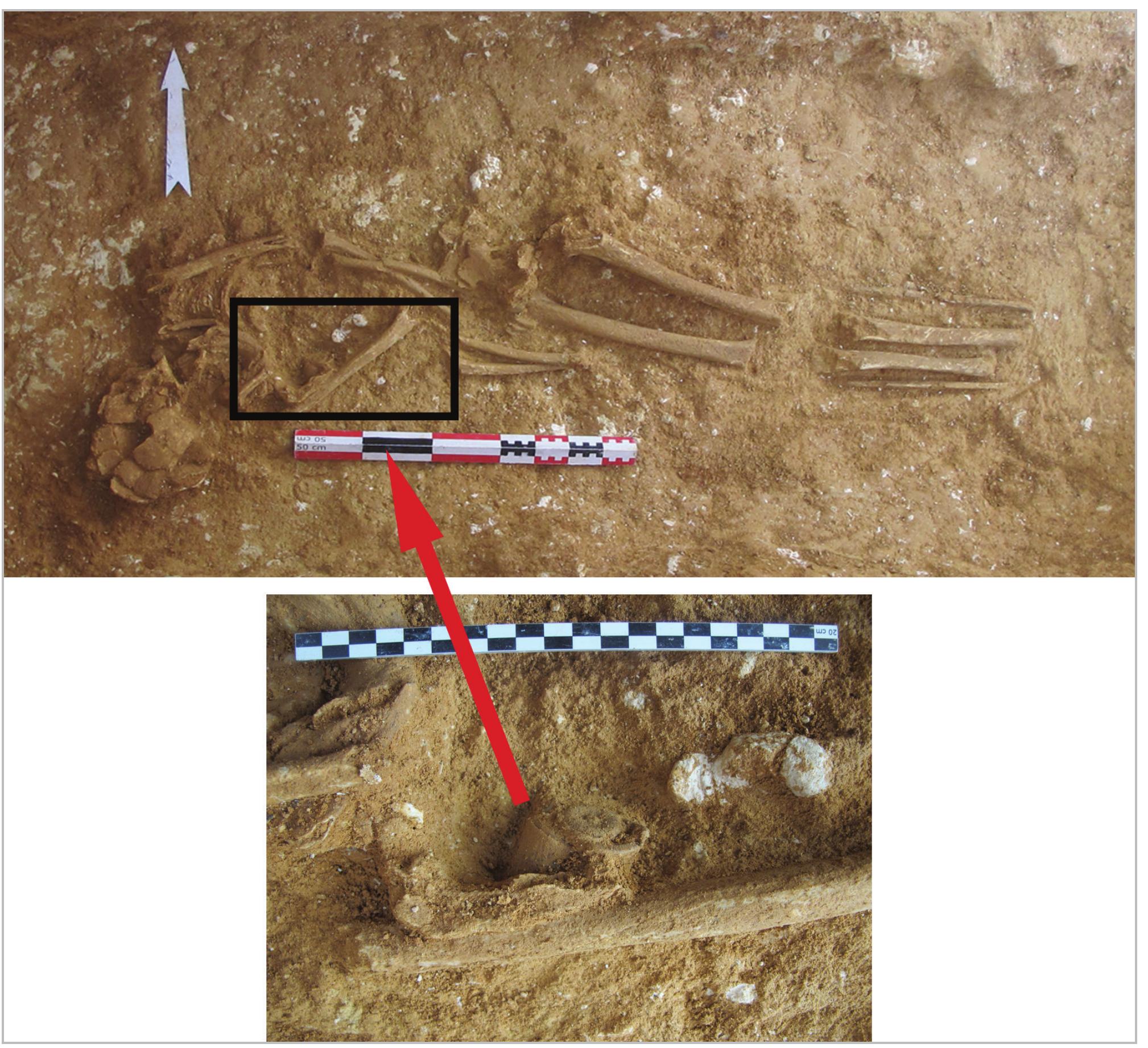 and spindle whorl. The fibres are attached to a long rod-like object called a distaff,8! which is often depicted in iconographic representations in two different sizes. The longer ones were most probably made of wood, and were attached to the spinner’s belt.®* The smaller ones were held in one hand,® and could have been made from a variety of materials.** The spinner uses one hand to twirl the fibres to create the first section of the yarn.® It is then, attached to another rod-like object called a spindle,®° that is often attached to a whorl.®” The whorl is a circular object with a central  Spindles are numerous in this tomb and were found around and between the deceased’s legs (fig. 16). 