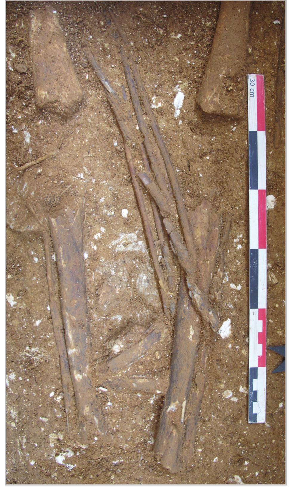 Fig. 16- Detailed photo of the long-spinning implement between the deceased’s lower limbs (grave No. 4: context No. 83). 