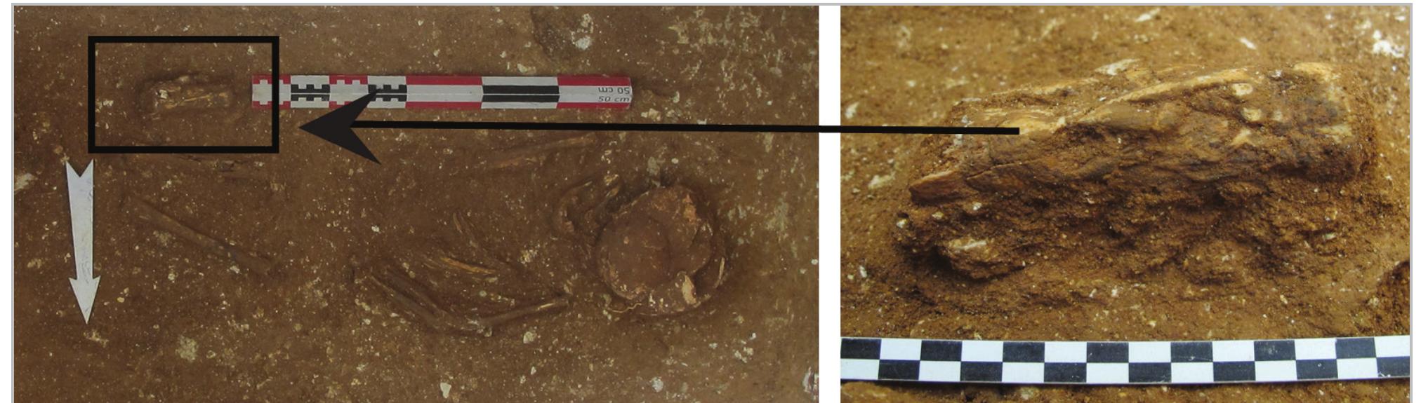 Fig. 27- Detailed photos of grave No. 16 (context No. 100) containing the bone object (S.F. 146).  Fig. 25- Representation of a Chimera (Jacquemin 1986b, pl. 198, No. 3, antefix, National Museum of Athens). 