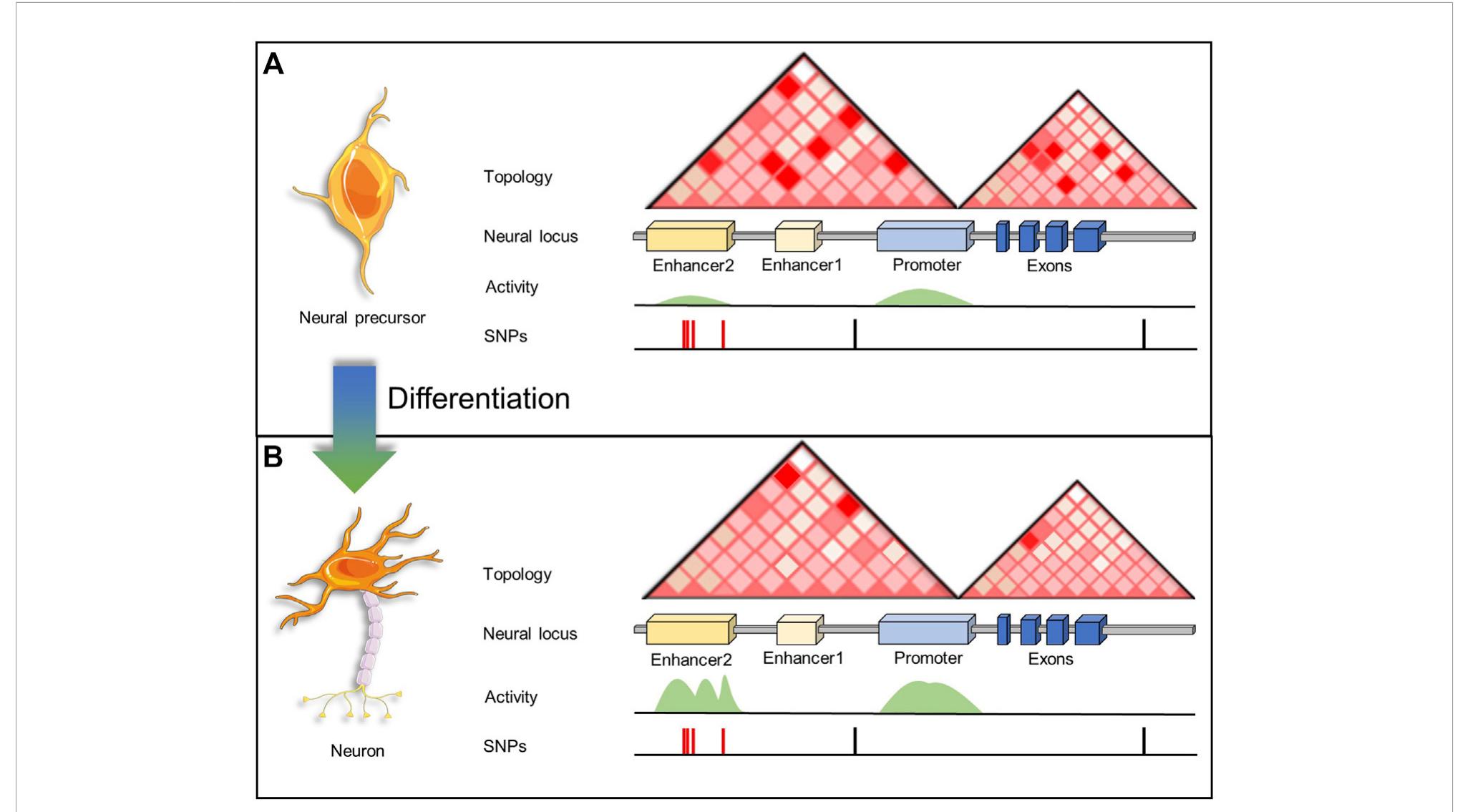 (PDF) Epigenetics of neural differentiation: Spotlight on enhancers