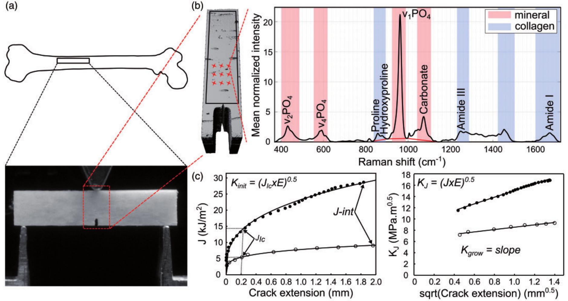 (PDF) Applying Full Spectrum Analysis to a Raman Spectroscopic ...