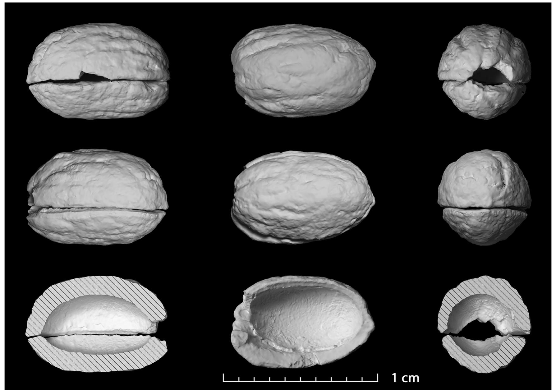 Figure 9. 3D model of a vertically broken Late Chalcolithic olive stone (CuH6 Vb, SU 5490). Recorded with a structured light scanner (Breuckmann smartScan), processed with OPTOCAT and laid out with Blender (graphic: OeAW-OeAI/M. Borner). 